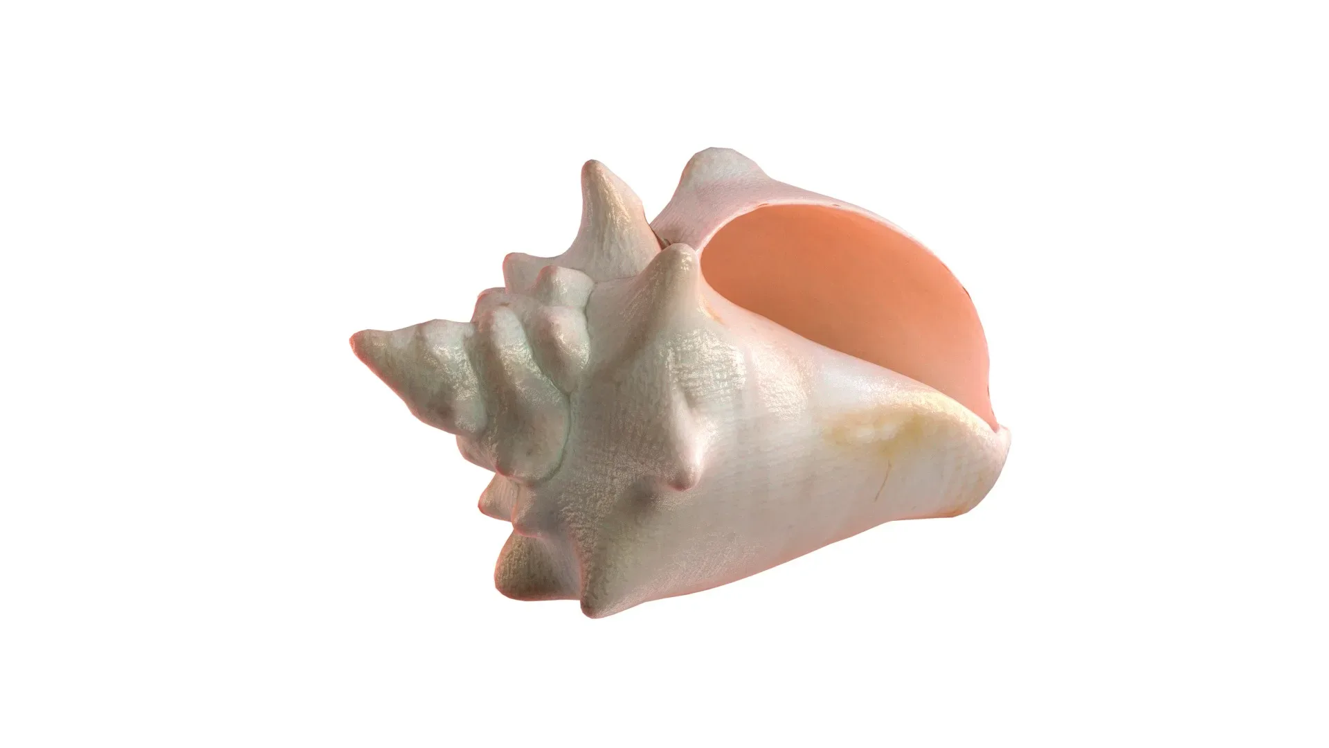 Conch shell v3 - FlippedNormals