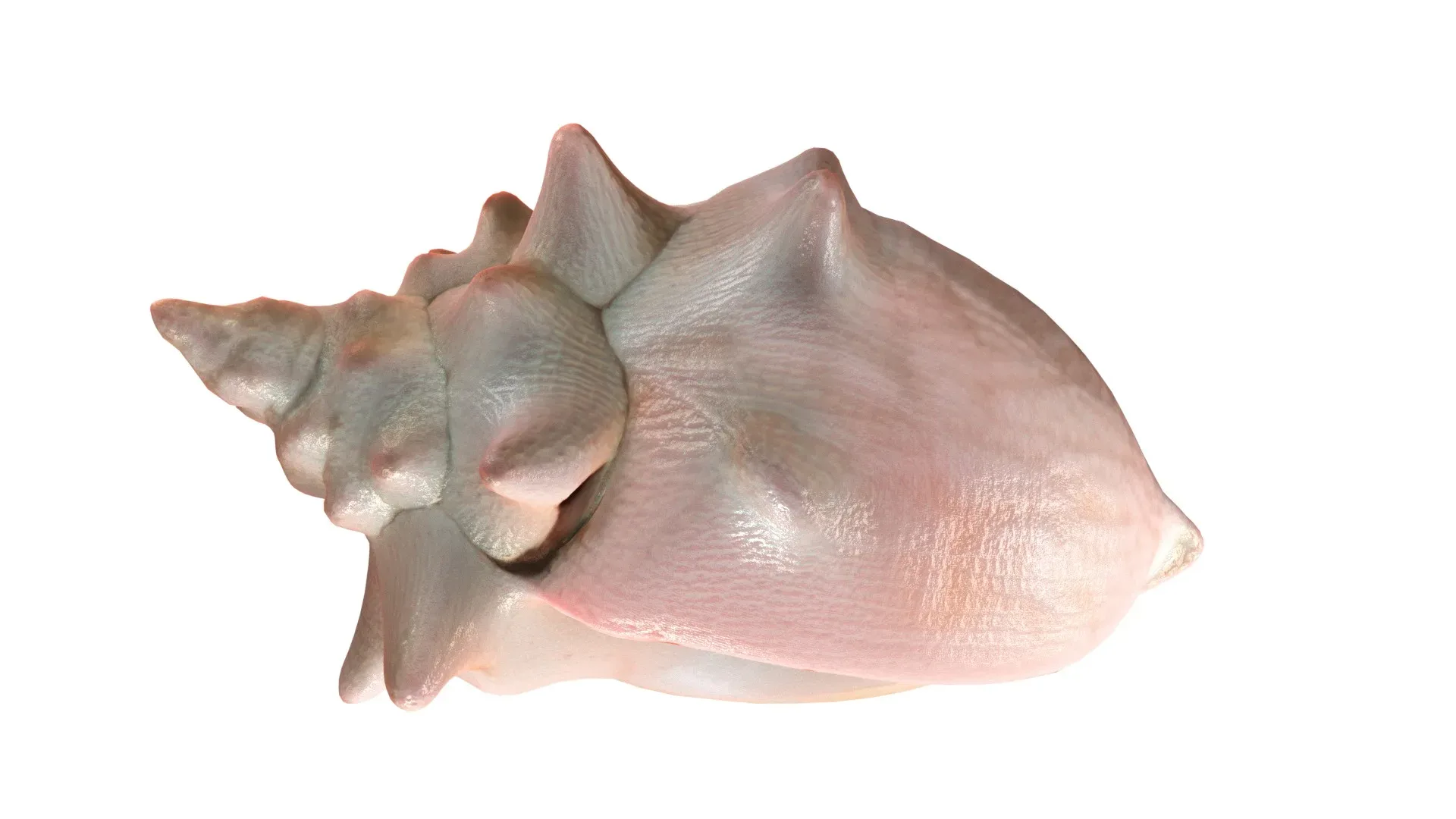Conch shell v3 - FlippedNormals