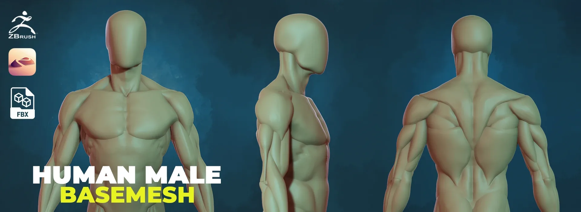 Human Basemesh - Male Character