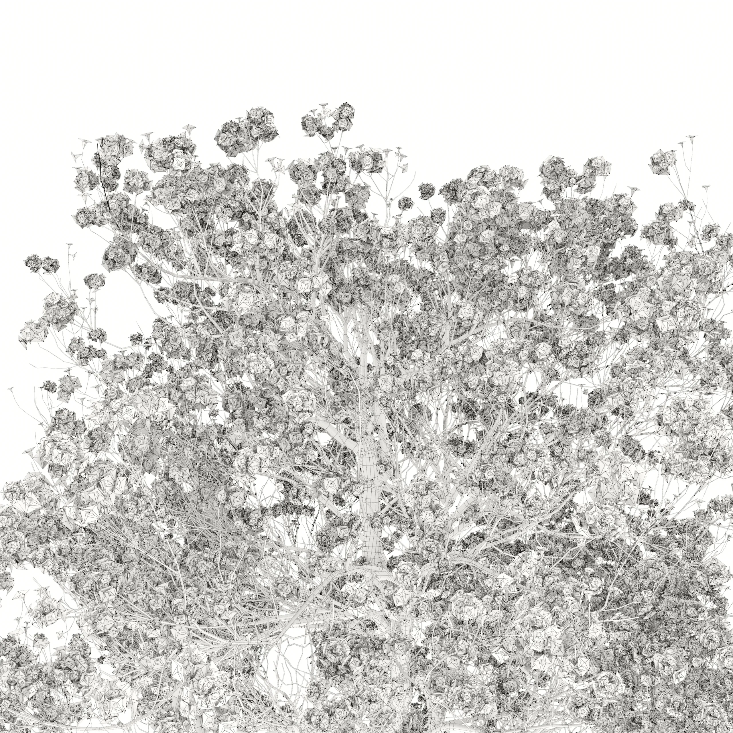 Tabebuia ochracea 02