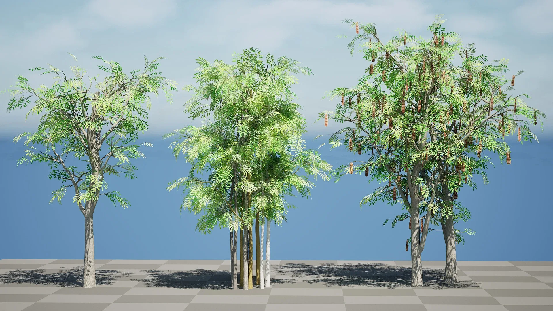 South African Acacia Brevispica