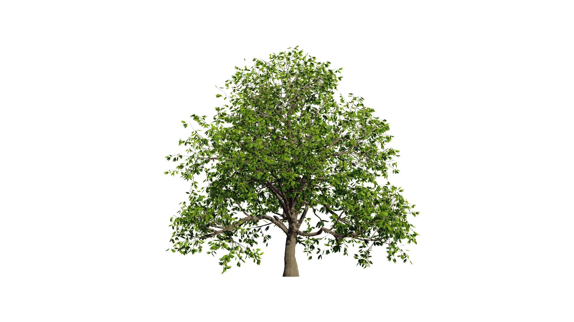 Walnut Tree 3D Model