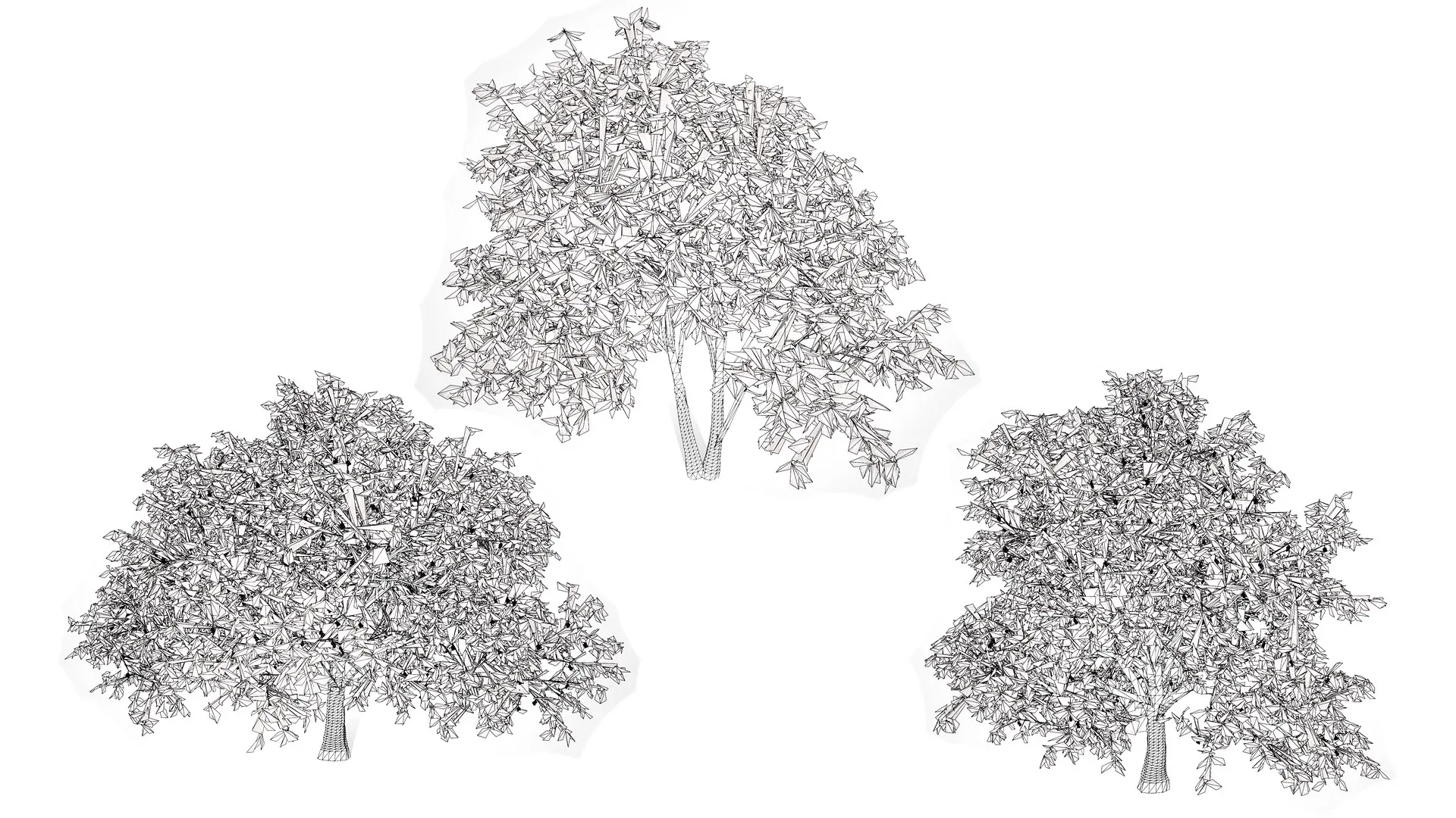 Walnut Tree 3D Model