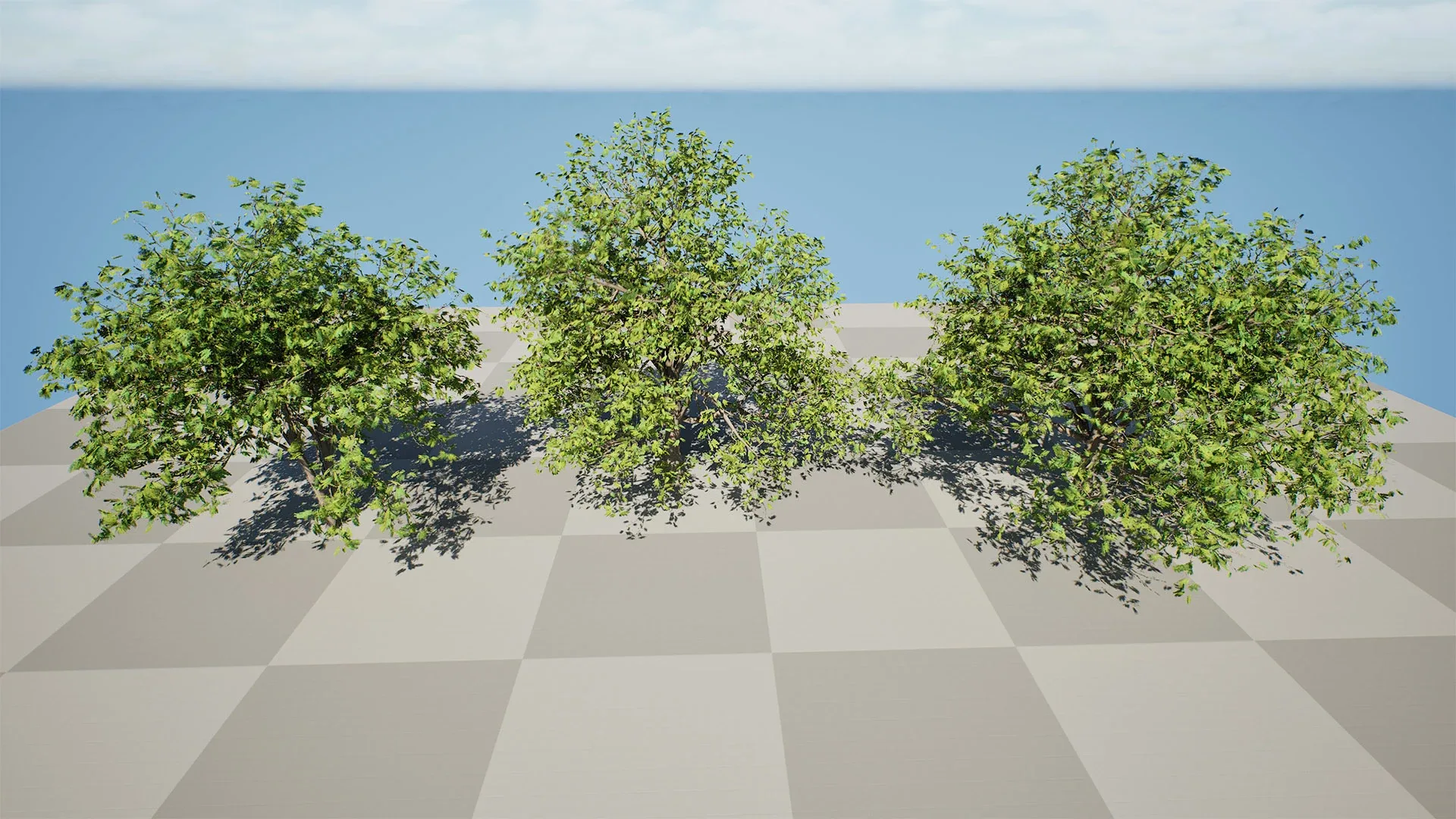 Walnut Tree 3D Model