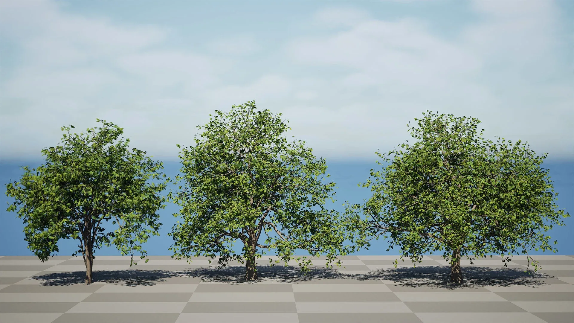 Walnut Tree 3D Model