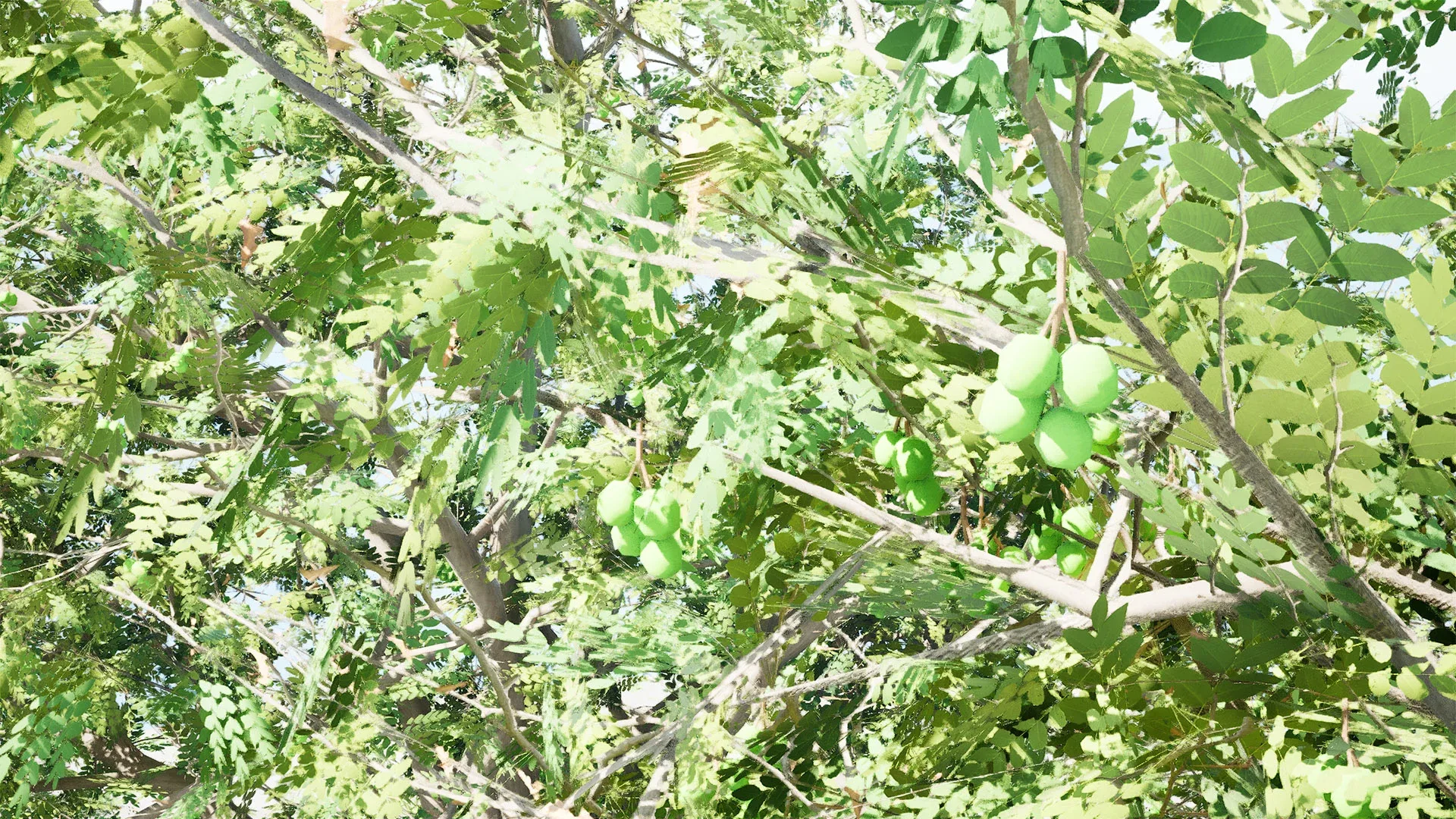 Walnut Tree 3D Model