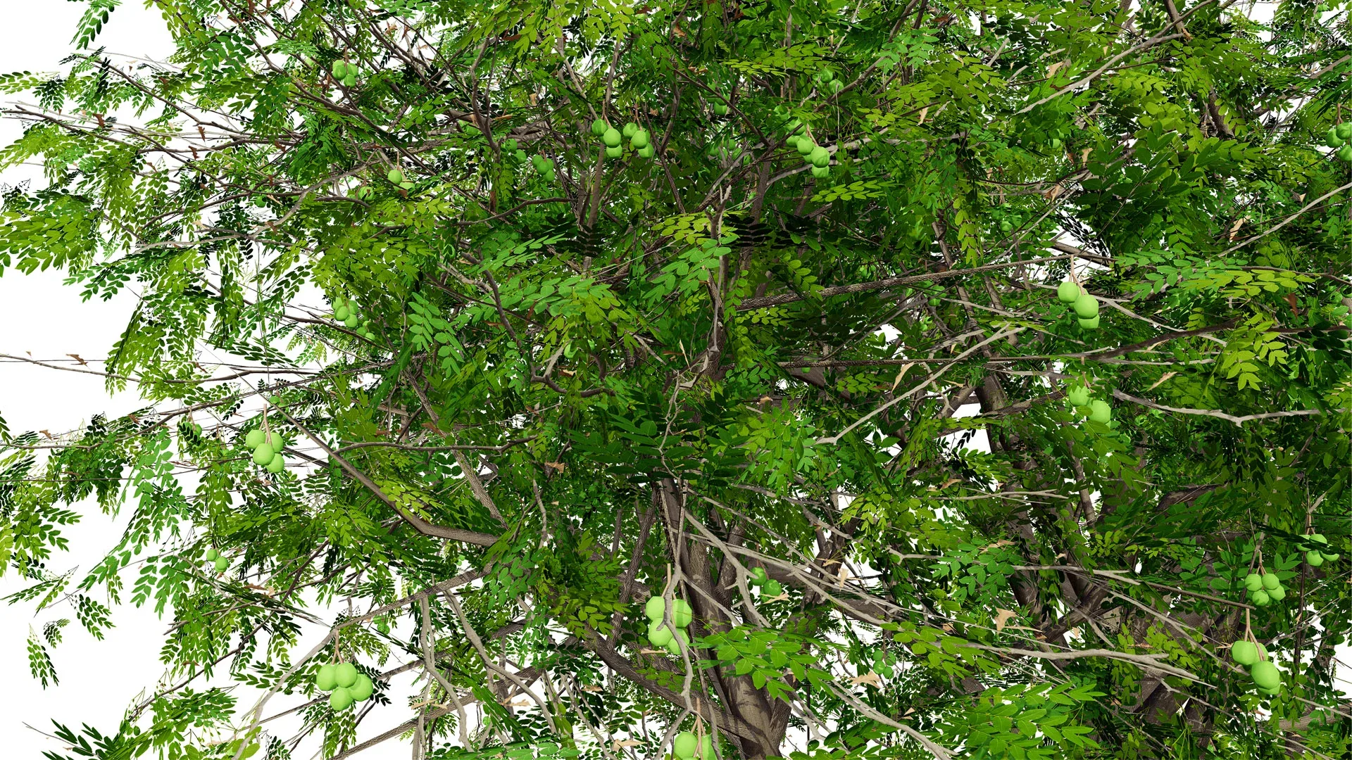 Walnut Tree 3D Model