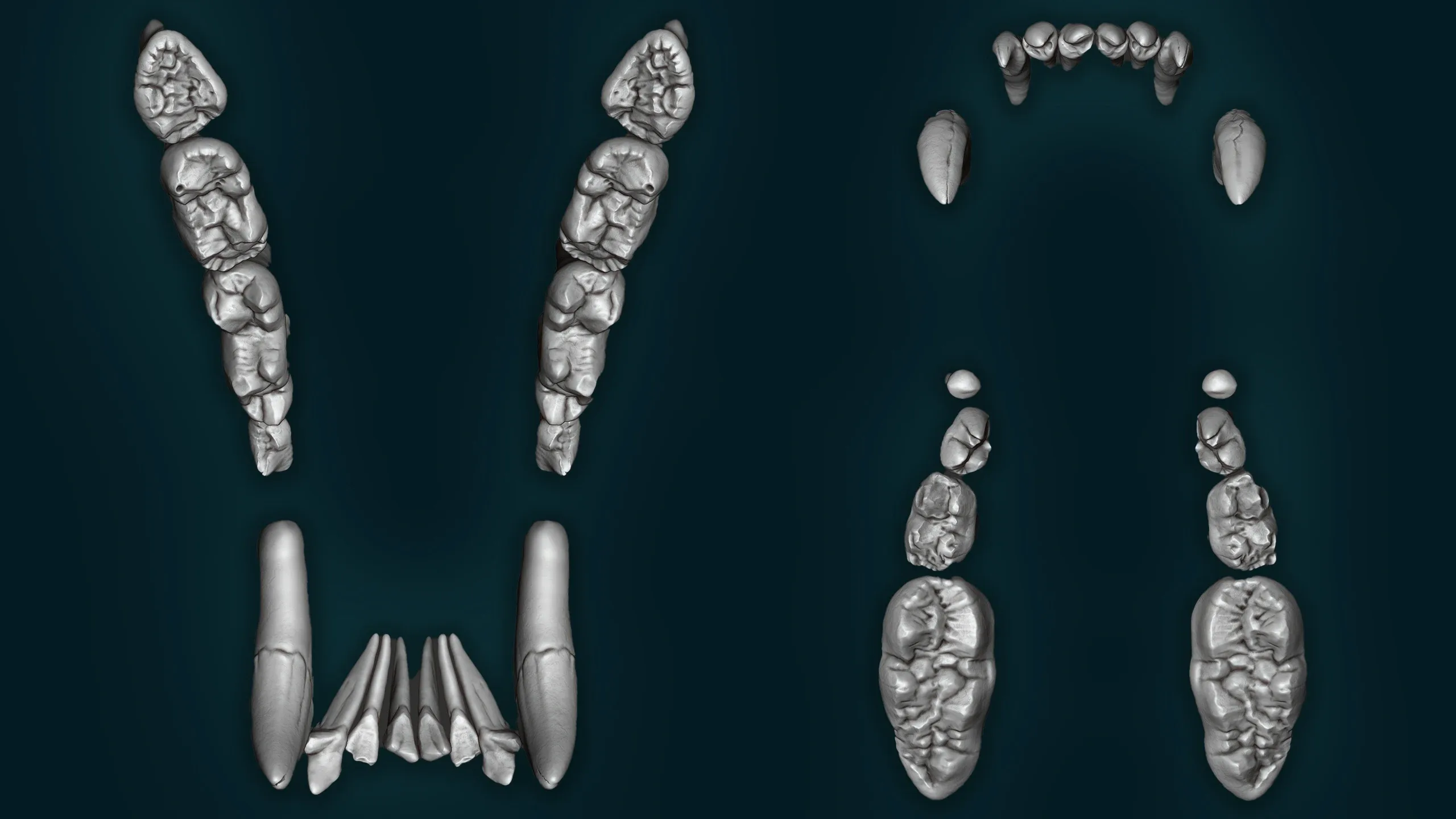 Realistic Bear Teeth 3D Model | Free Sample Included