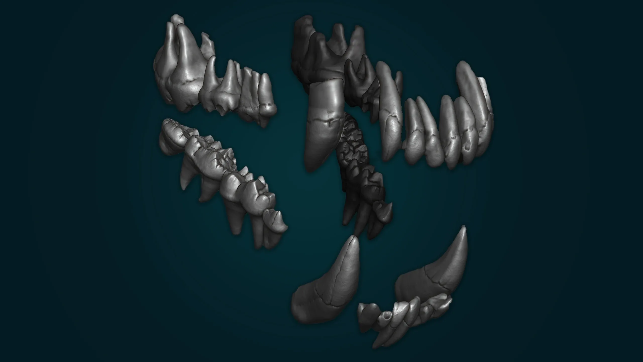 Realistic Bear Teeth 3D Model | Free Sample Included