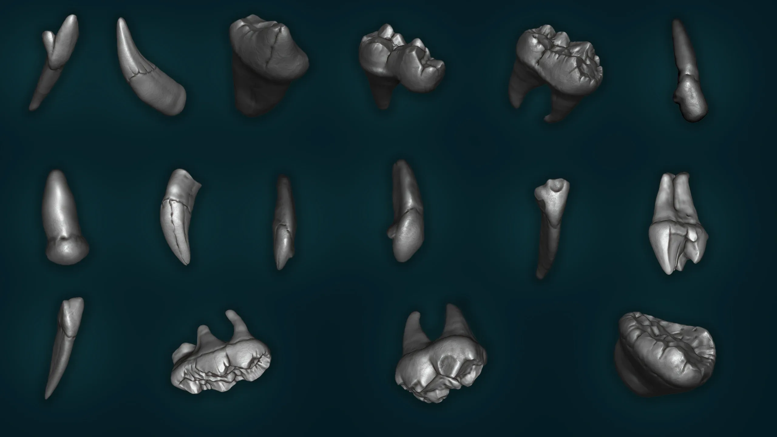 Realistic Bear Teeth 3D Model | Free Sample Included