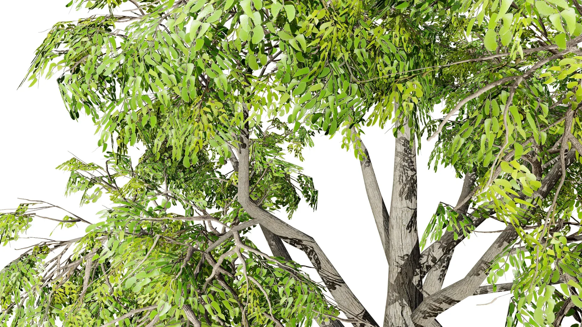 South African Mopane Tree 3D Model