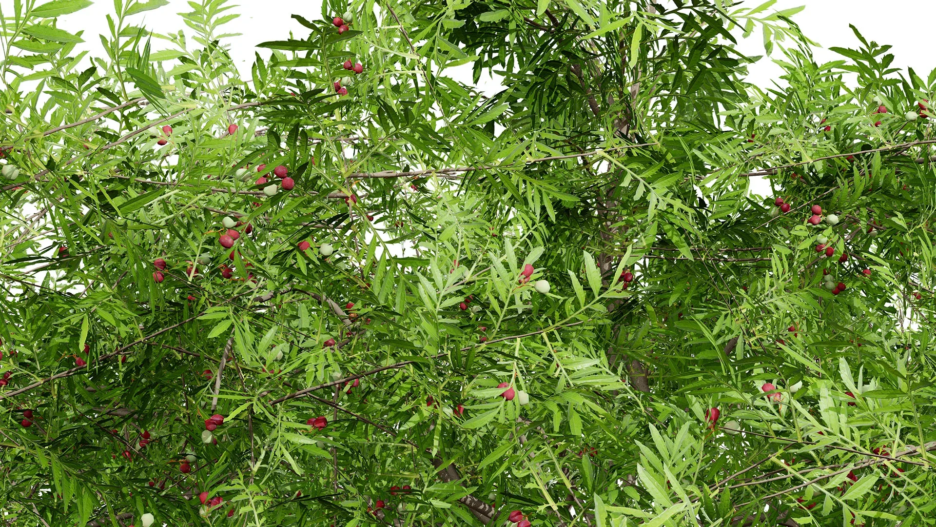 South African Wild Plum Tree 3D FlippedNormals