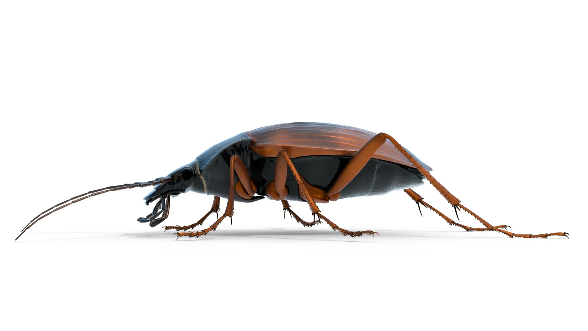 Flightless Ground Beetle