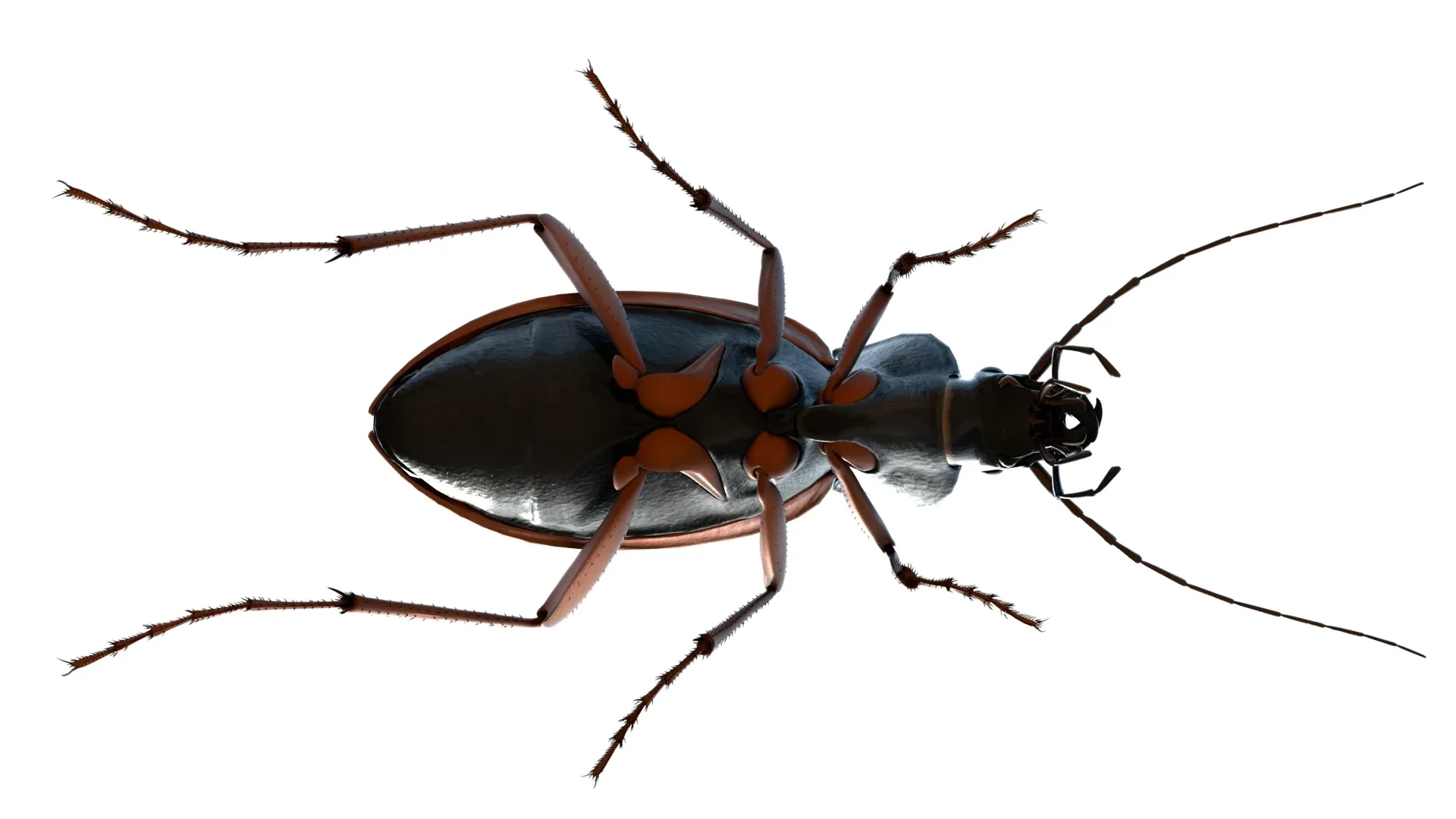 Flightless Ground Beetle