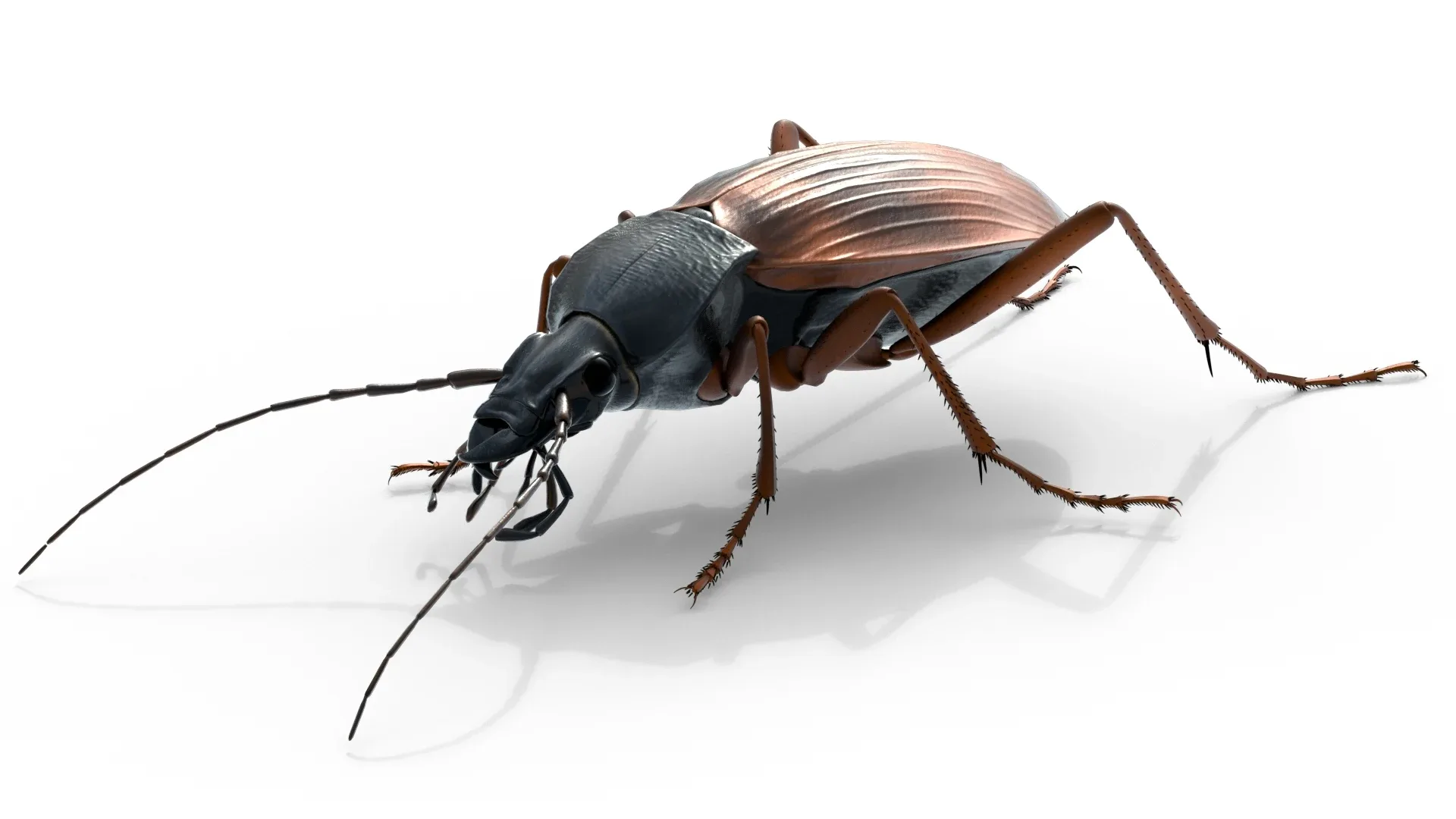 Flightless Ground Beetle