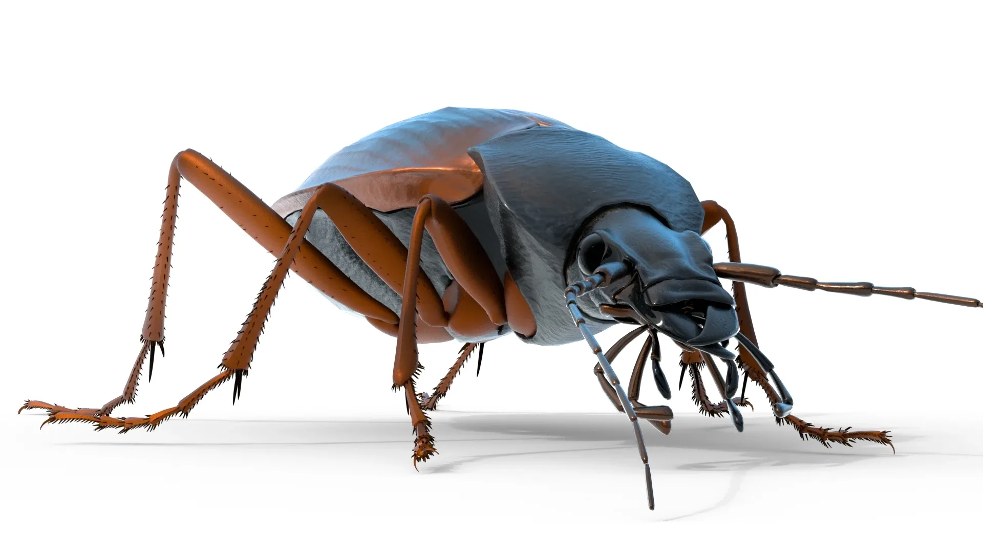 Flightless Ground Beetle