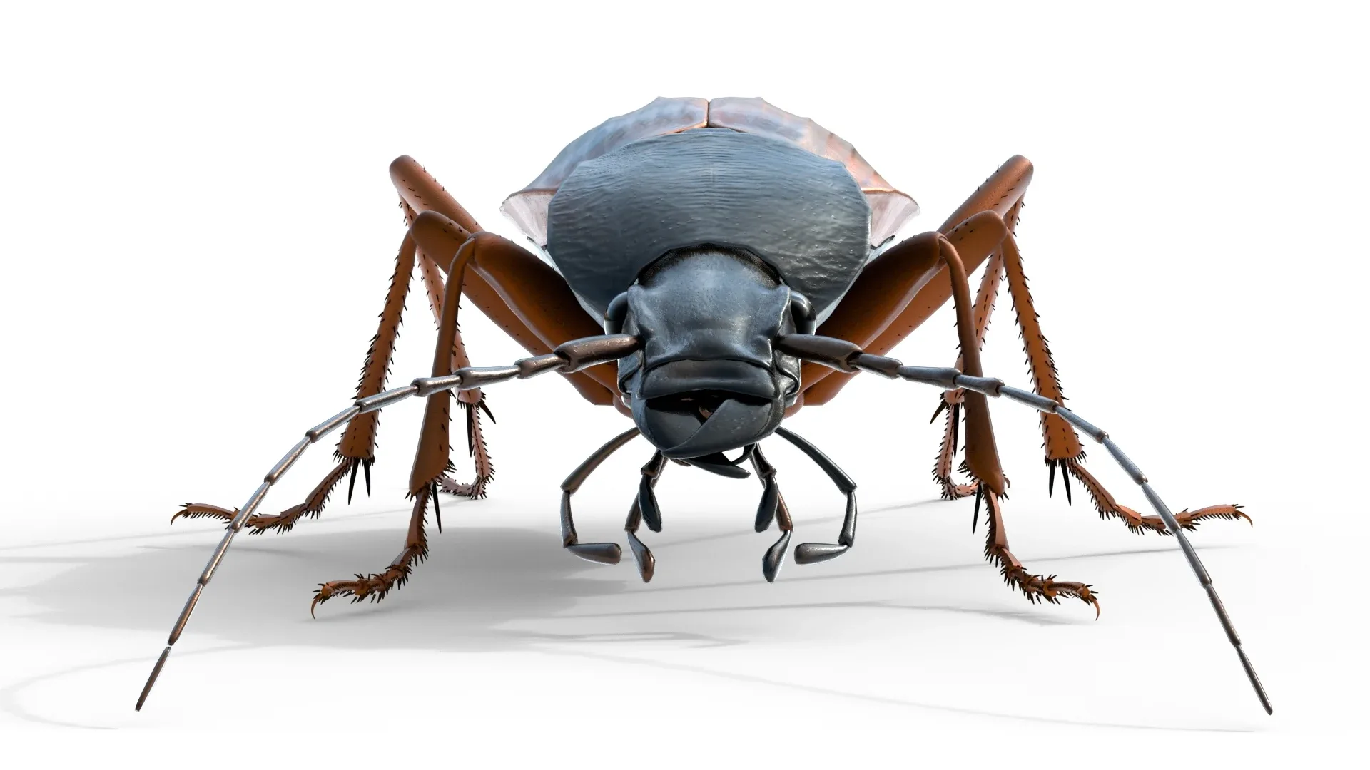 Flightless Ground Beetle