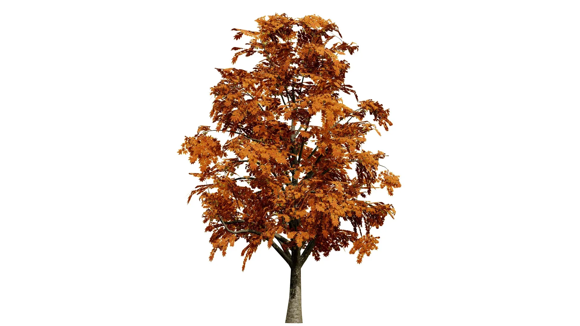 British Sycamore Tree 3D Model