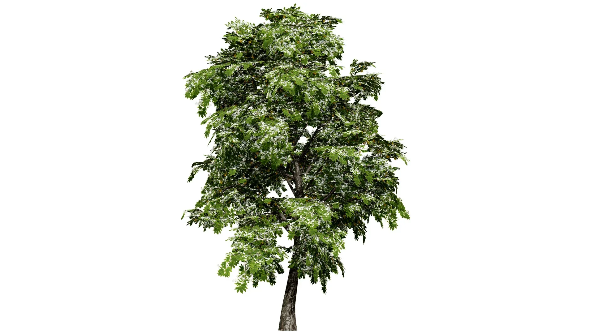 British Sycamore Tree 3D Model