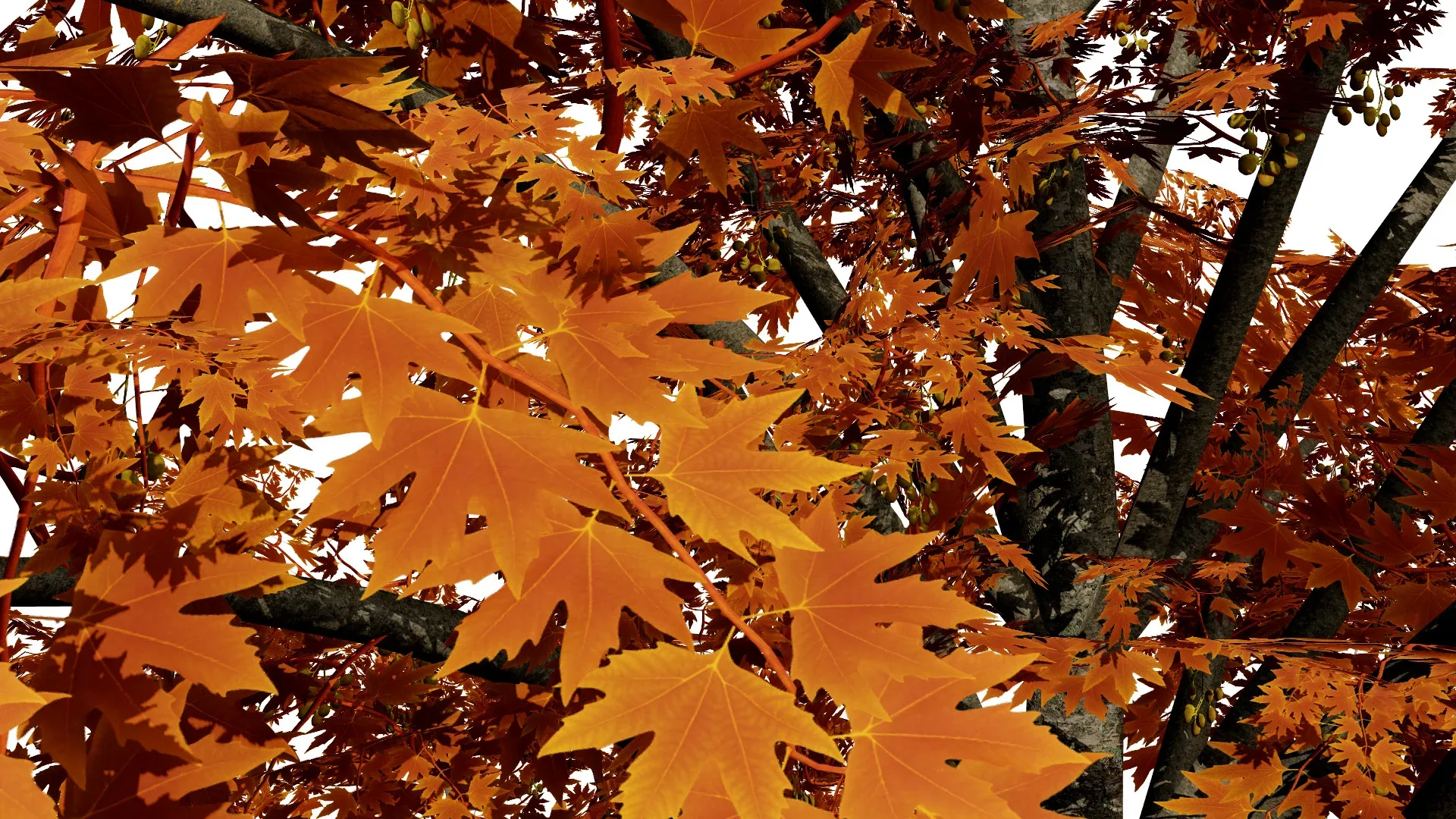 British Sycamore Tree 3D Model