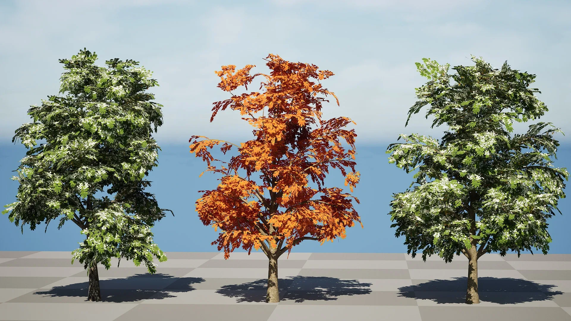 British Sycamore Tree 3D Model