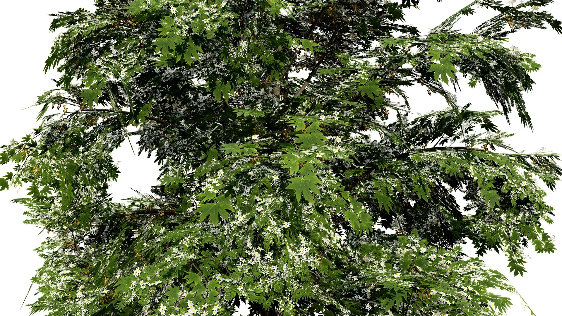 British Sycamore Tree 3D Model