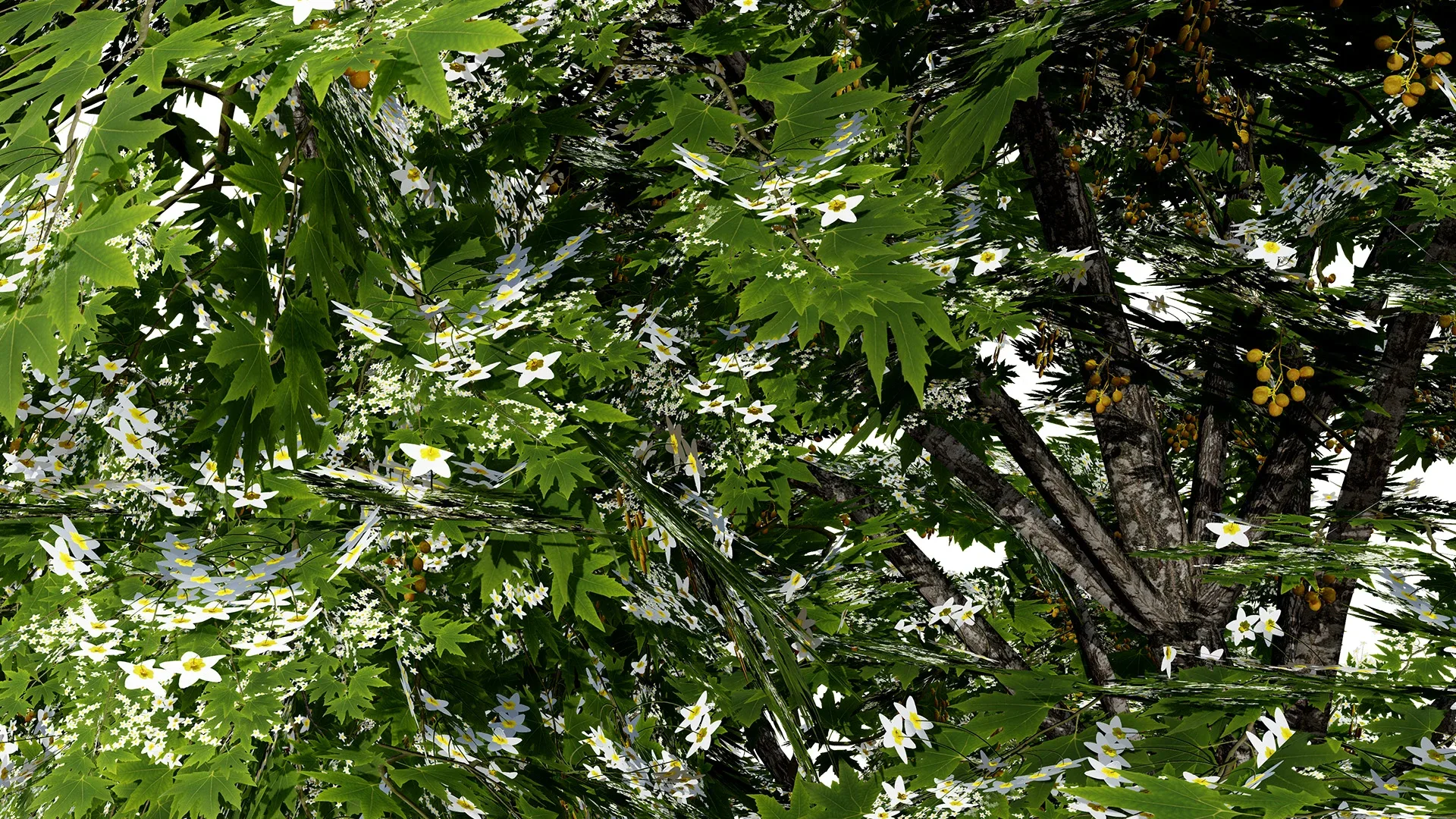 British Sycamore Tree 3D Model