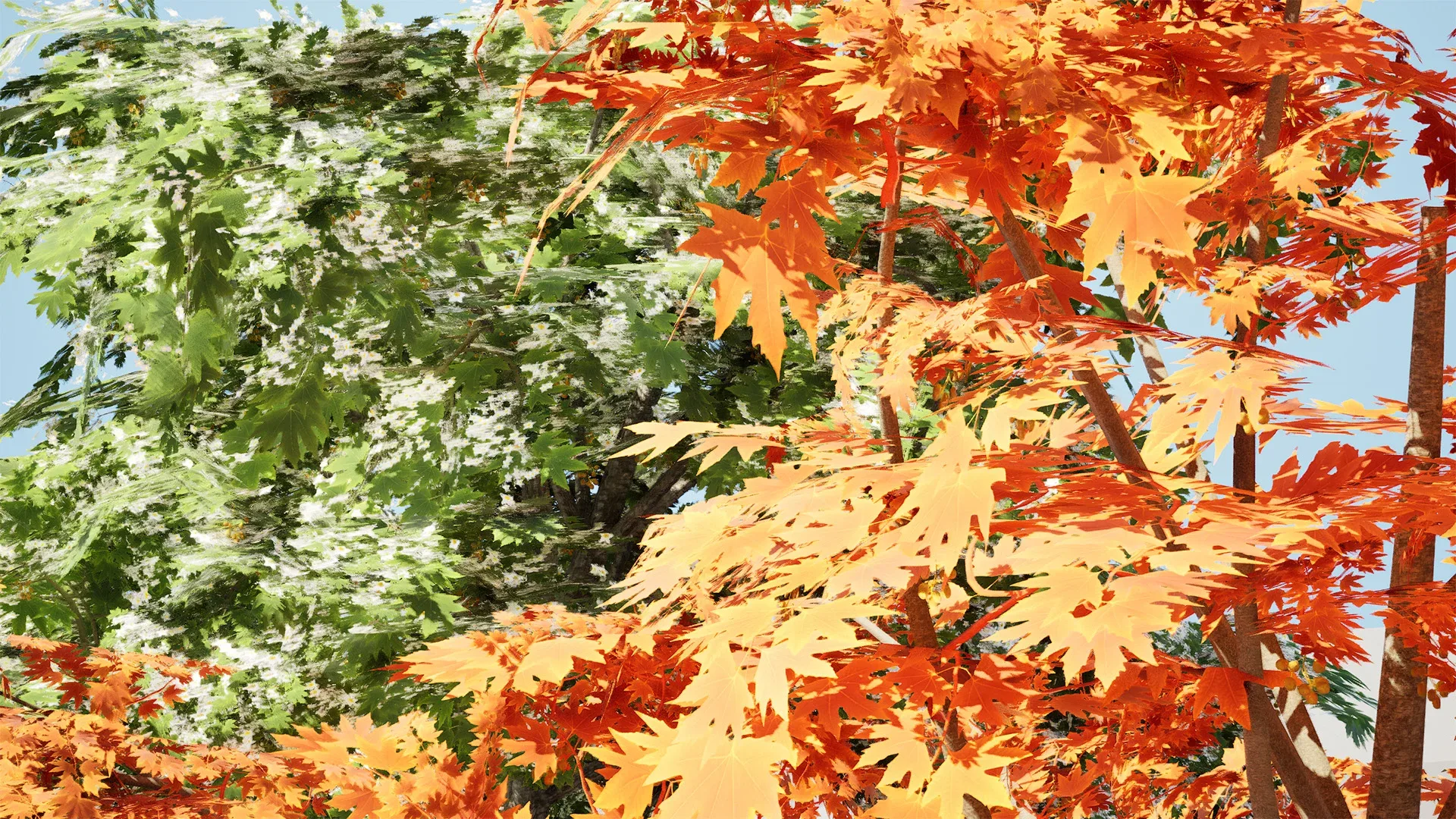 British Sycamore Tree 3D Model