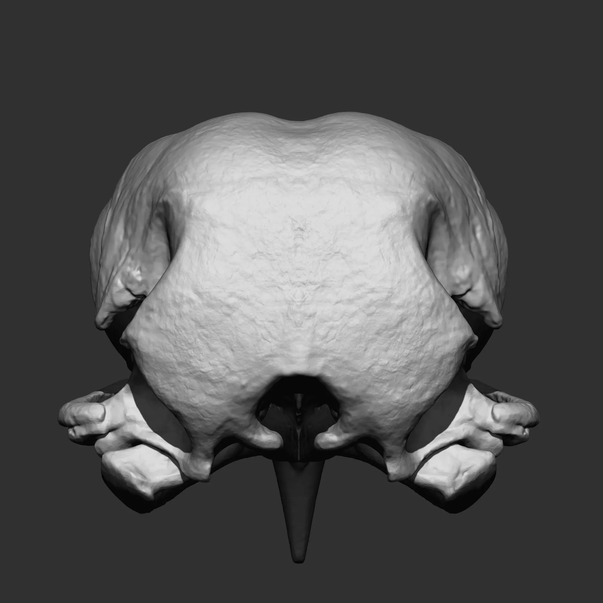 Animal Bones Collection IMM\Stl\Obj Brush Pack 21 in One Vol.1