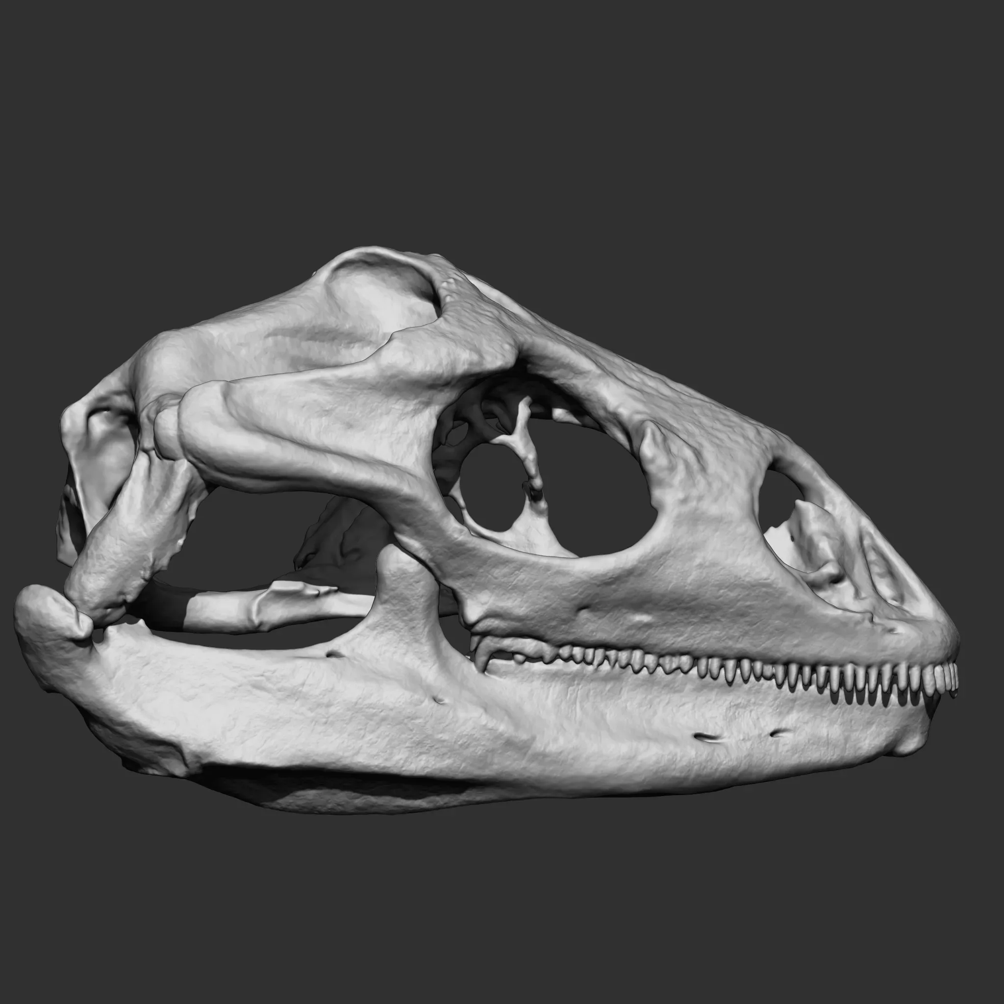 Animal Bones Collection IMM\Stl\Obj Brush Pack 21 in One Vol.1