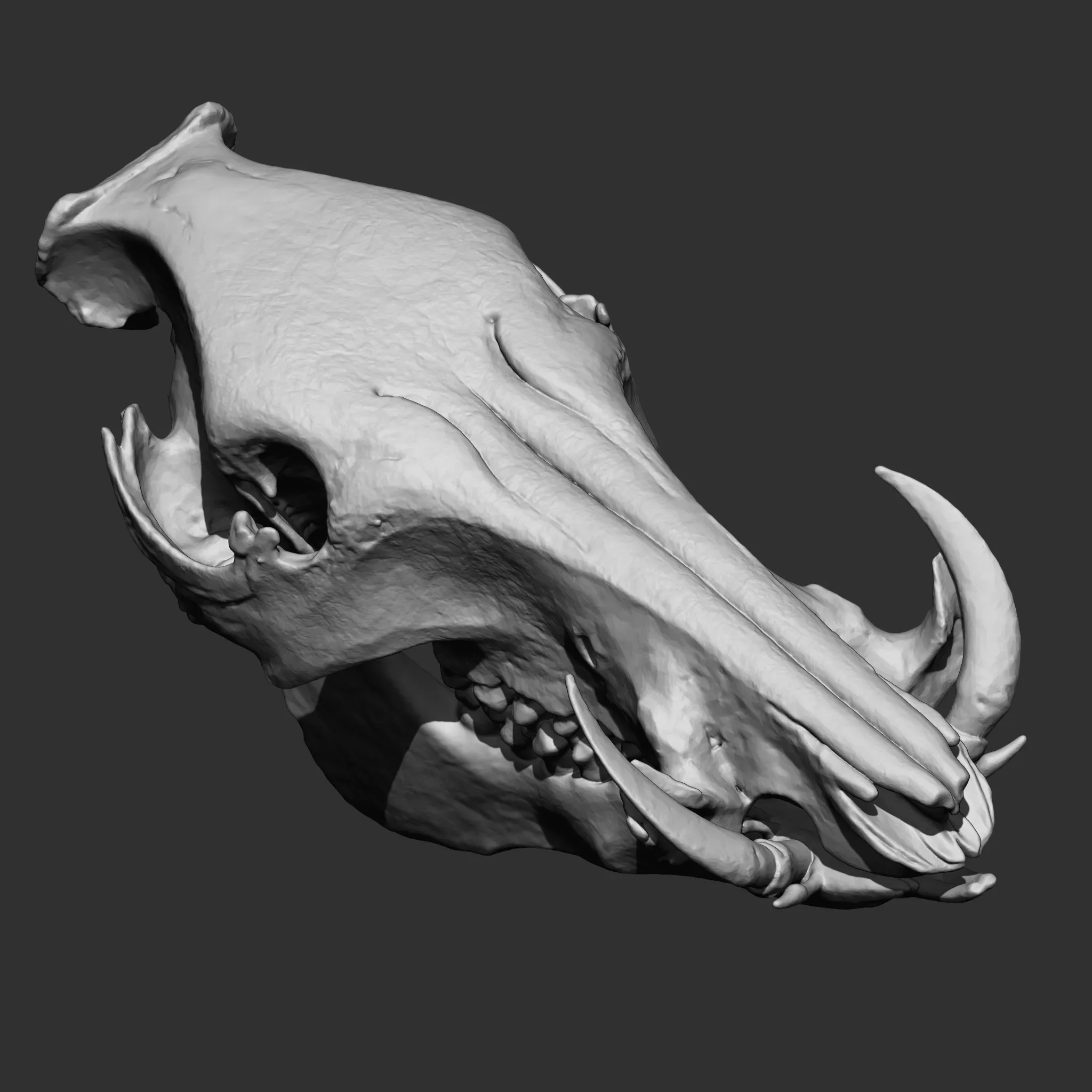 Animal Bones Collection IMM\Stl\Obj Brush Pack 21 in One Vol.1