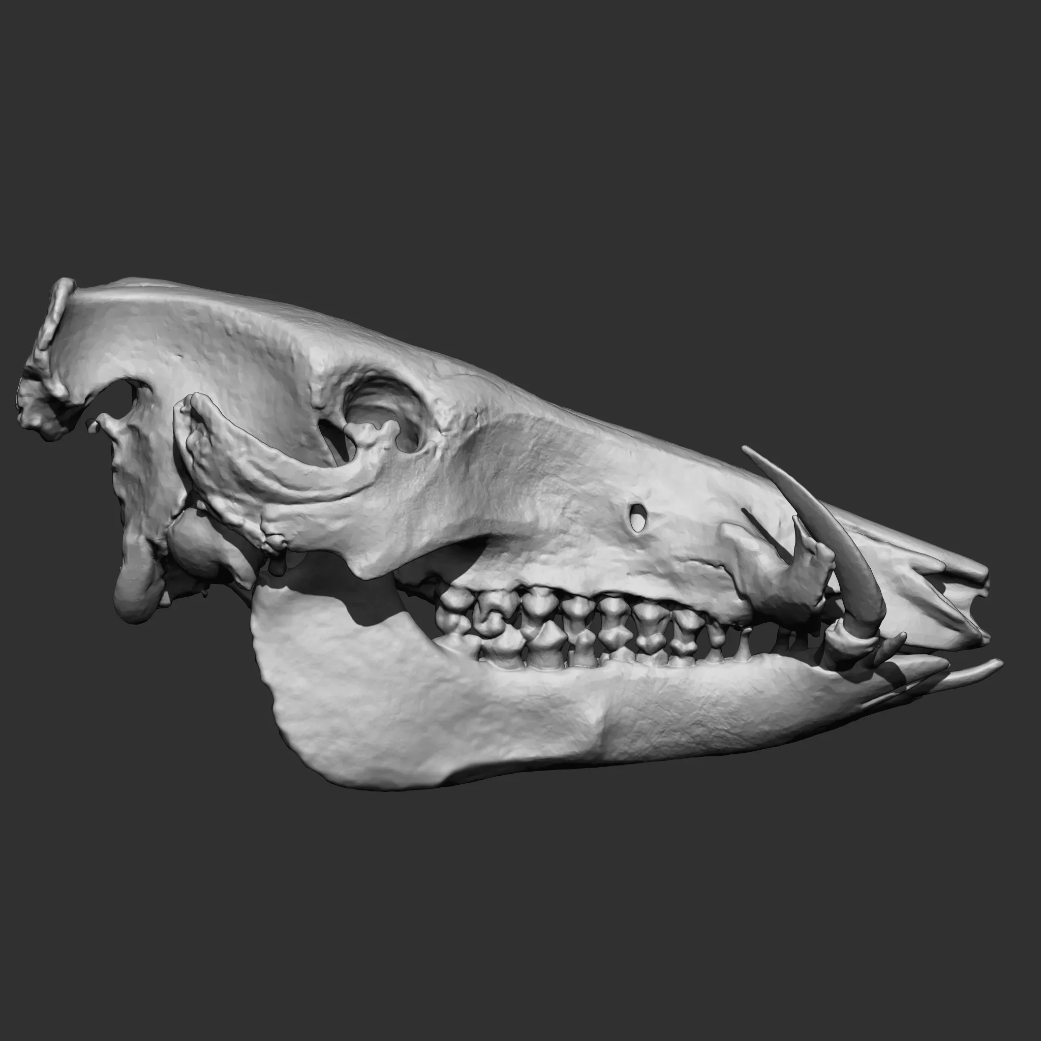 Animal Bones Collection IMM\Stl\Obj Brush Pack 21 in One Vol.1