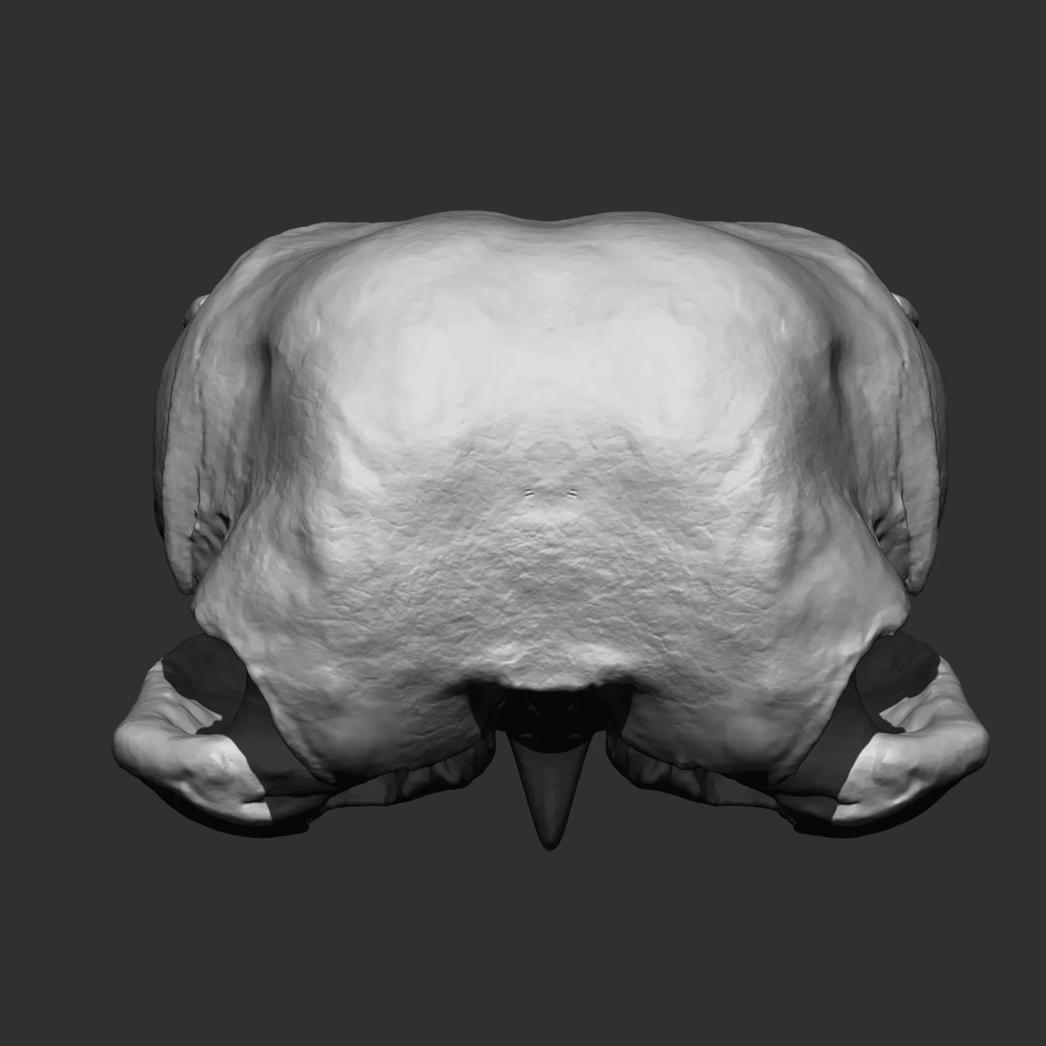 Animal Bones Collection IMM\Stl\Obj Brush Pack 21 in One Vol.1