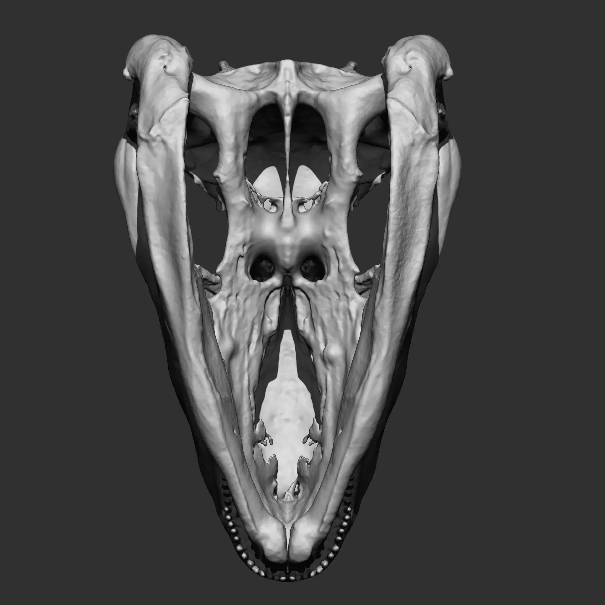 Animal Bones Collection IMM\Stl\Obj Brush Pack 21 in One Vol.1