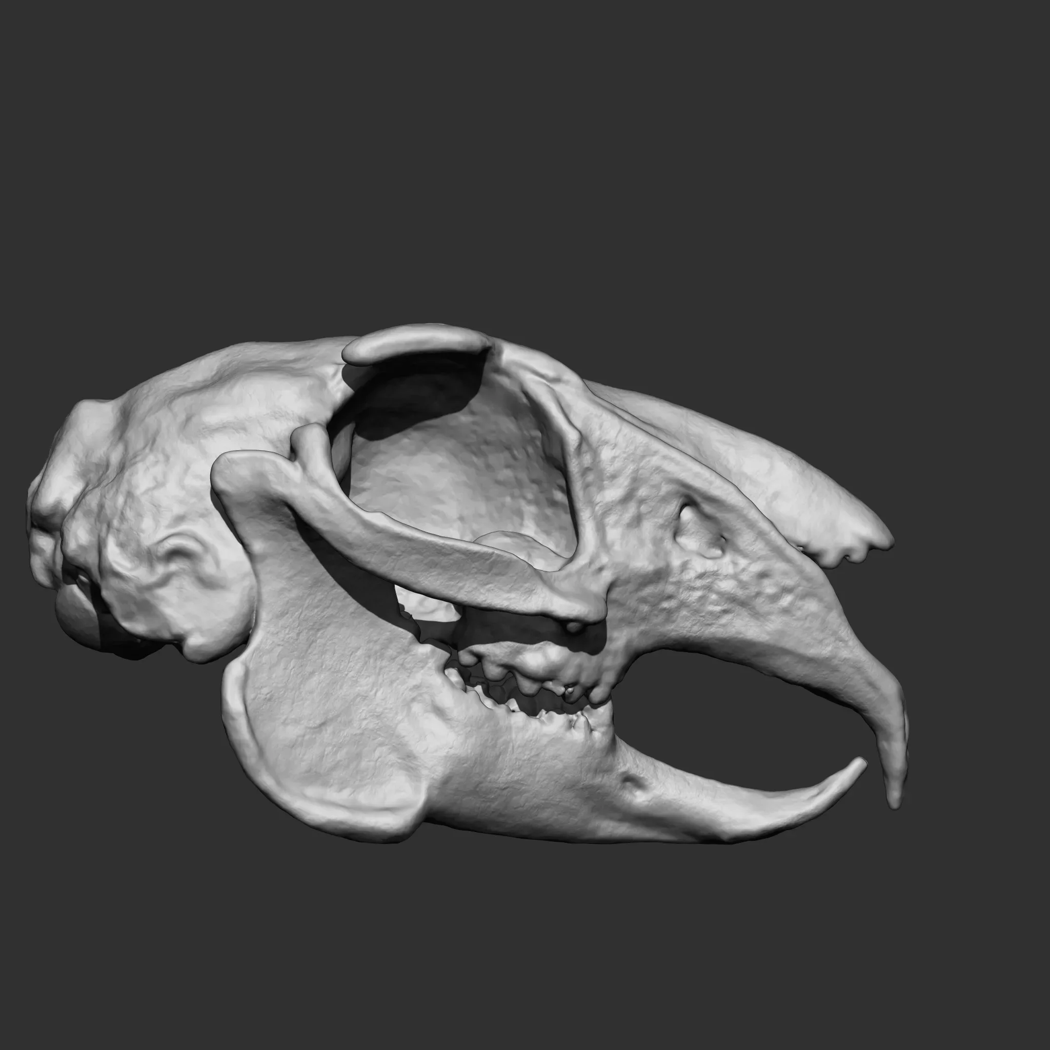 Animal Bones Collection IMM\Stl\Obj Brush Pack 21 in One Vol.1