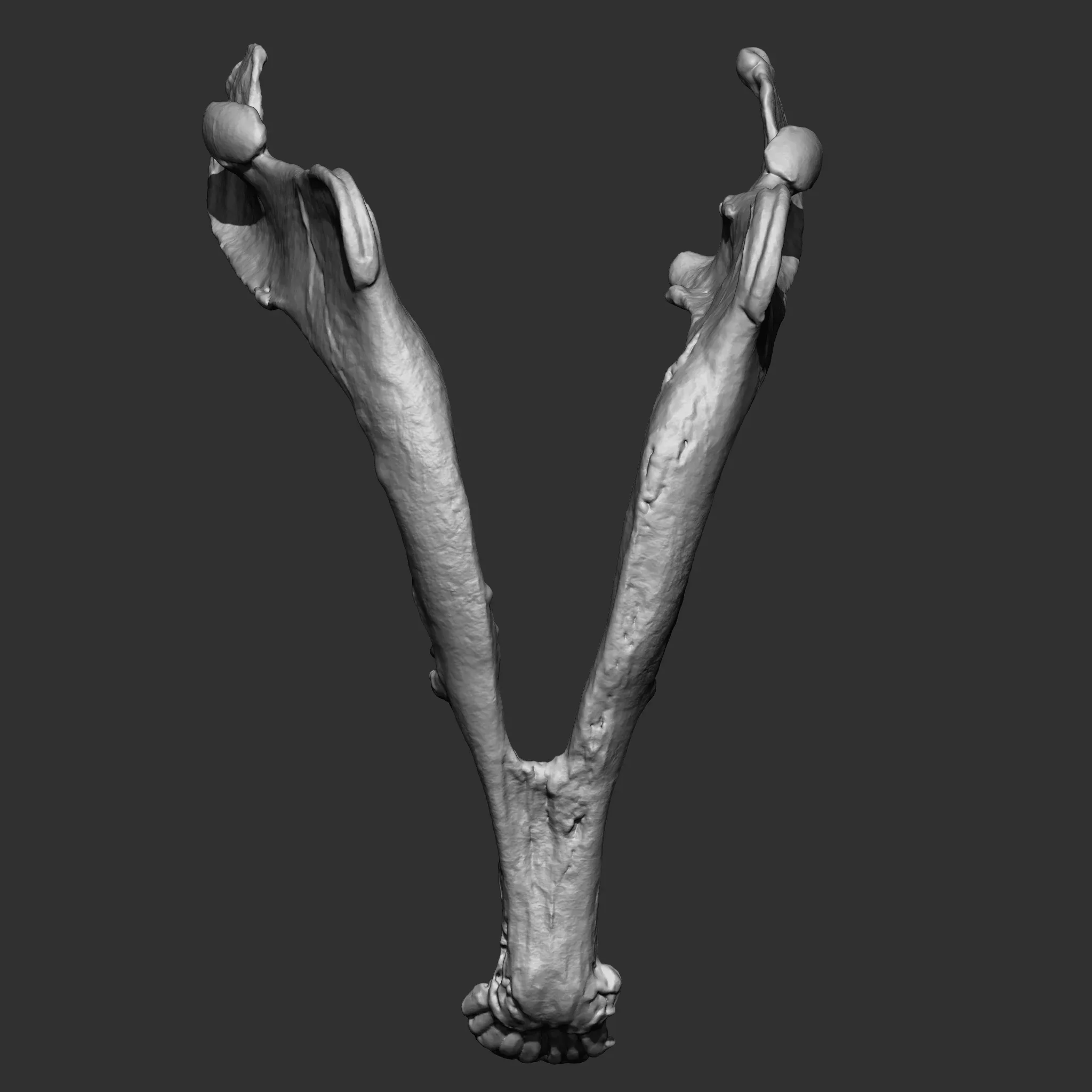 Animal Bones Collection IMM\Stl\Obj Brush Pack 21 in One Vol.1