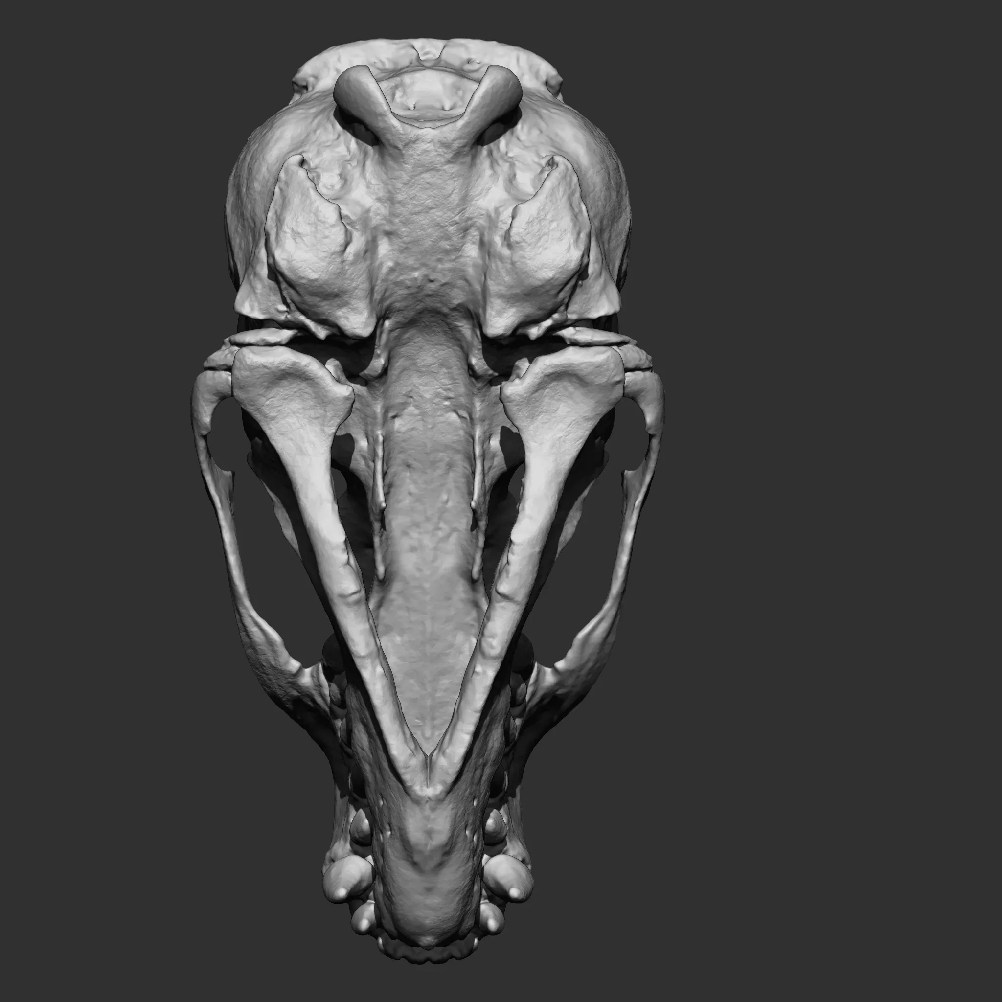 Animal Bones Collection IMM\Stl\Obj Brush Pack 21 in One Vol.1