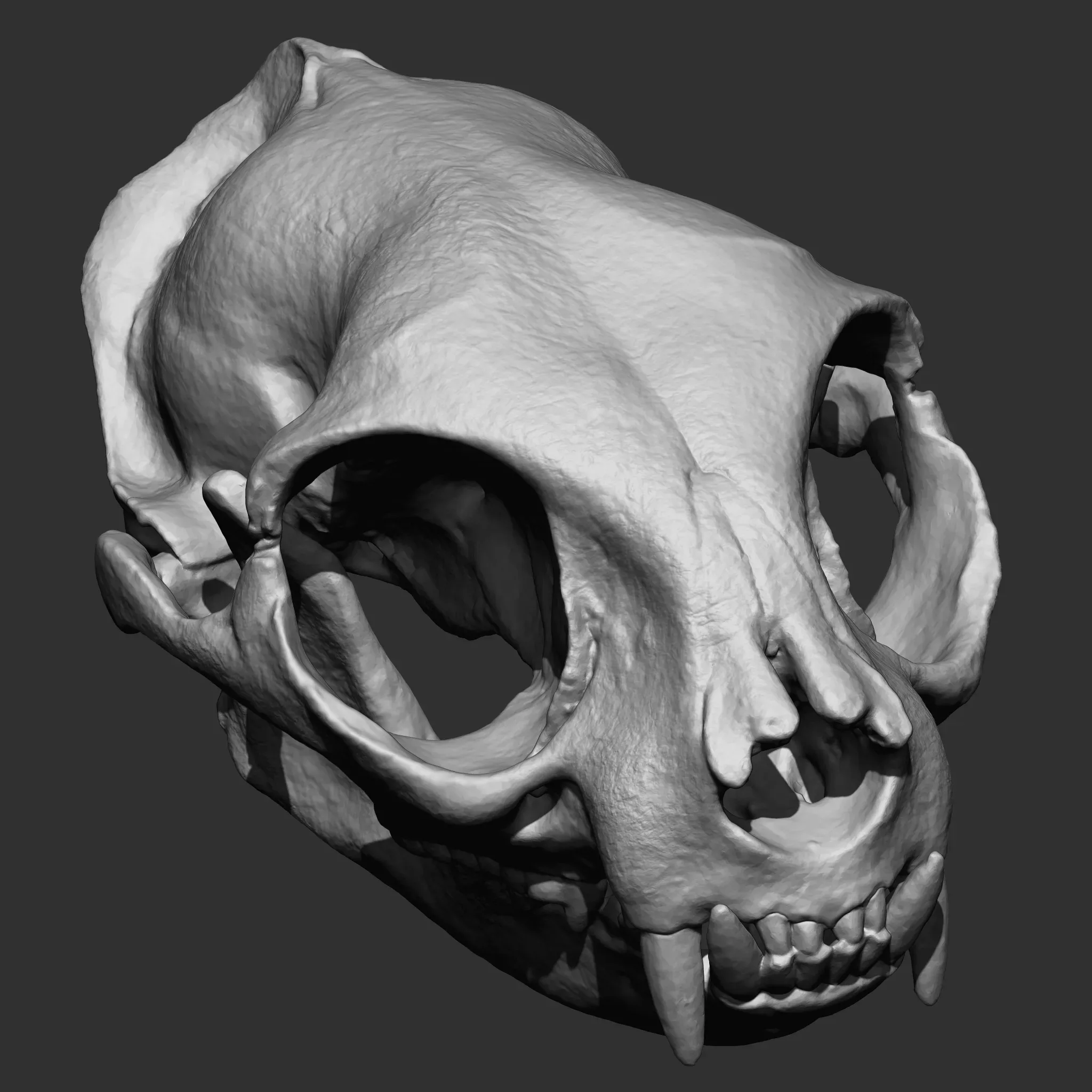 Animal Bones Collection IMM\Stl\Obj Brush Pack 21 in One Vol.1