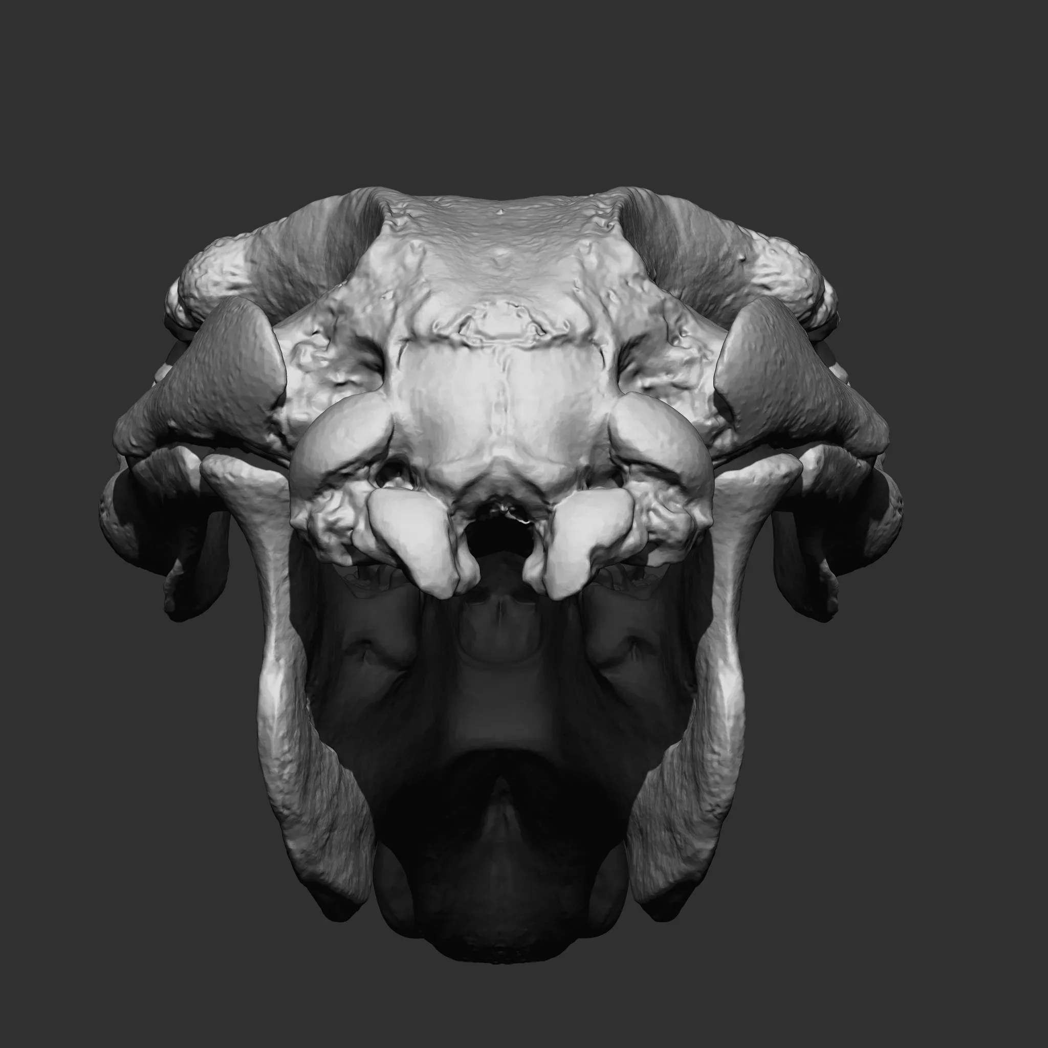 Animal Bones Collection IMM\Stl\Obj Brush Pack 21 in One Vol.1