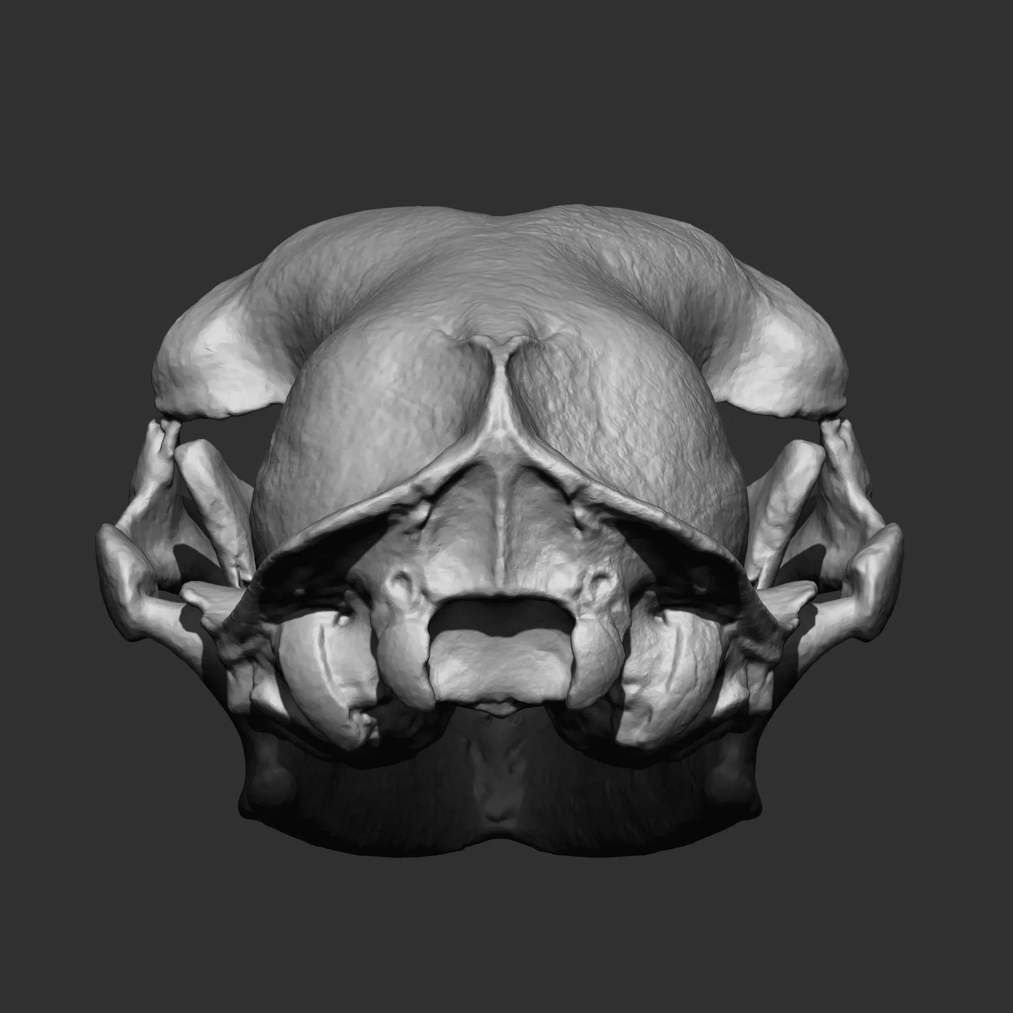 Animal Bones Collection IMM\Stl\Obj Brush Pack 21 in One Vol.1