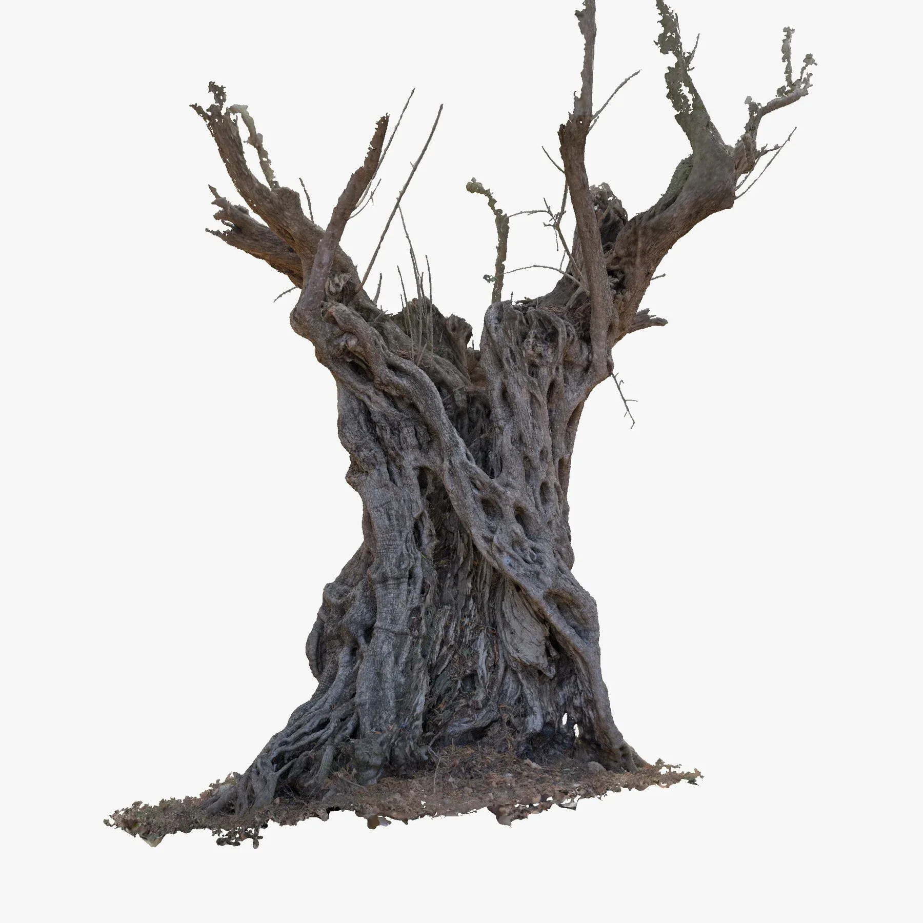 Massive Ancient Cracked Olive Tree #4 RAW 3D Scan 2x16k \ 1x16k Textures OBJ