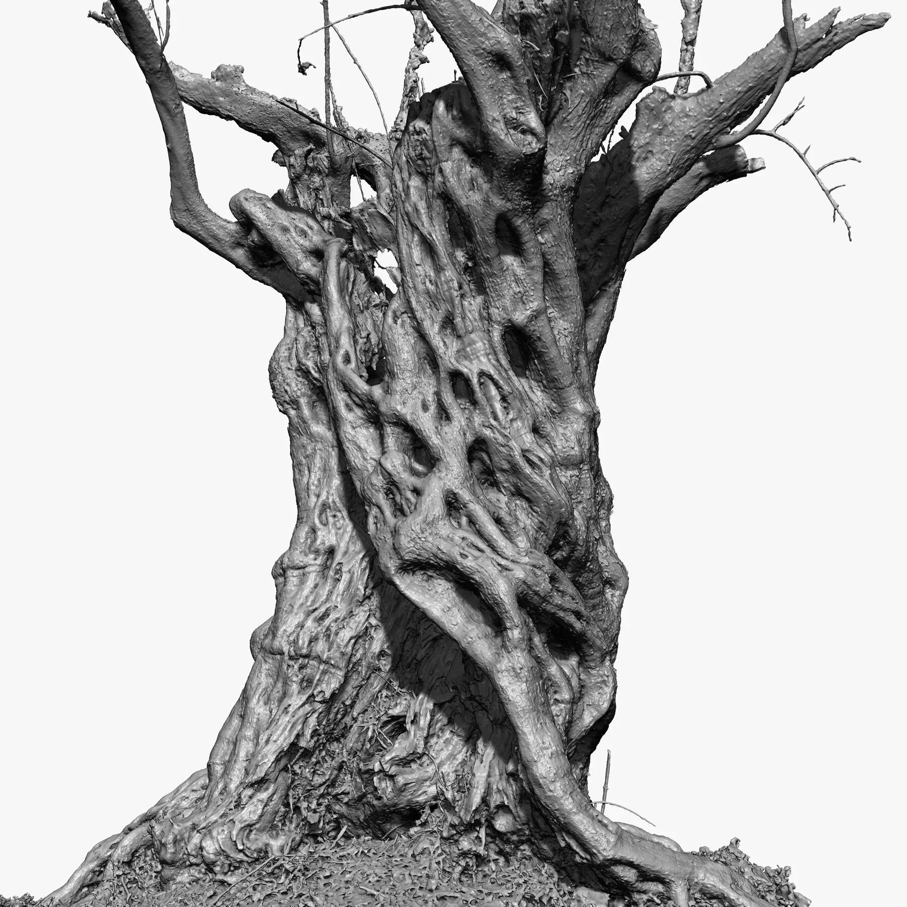 Massive Ancient Cracked Olive Tree #4 RAW 3D Scan 2x16k \ 1x16k Textures OBJ