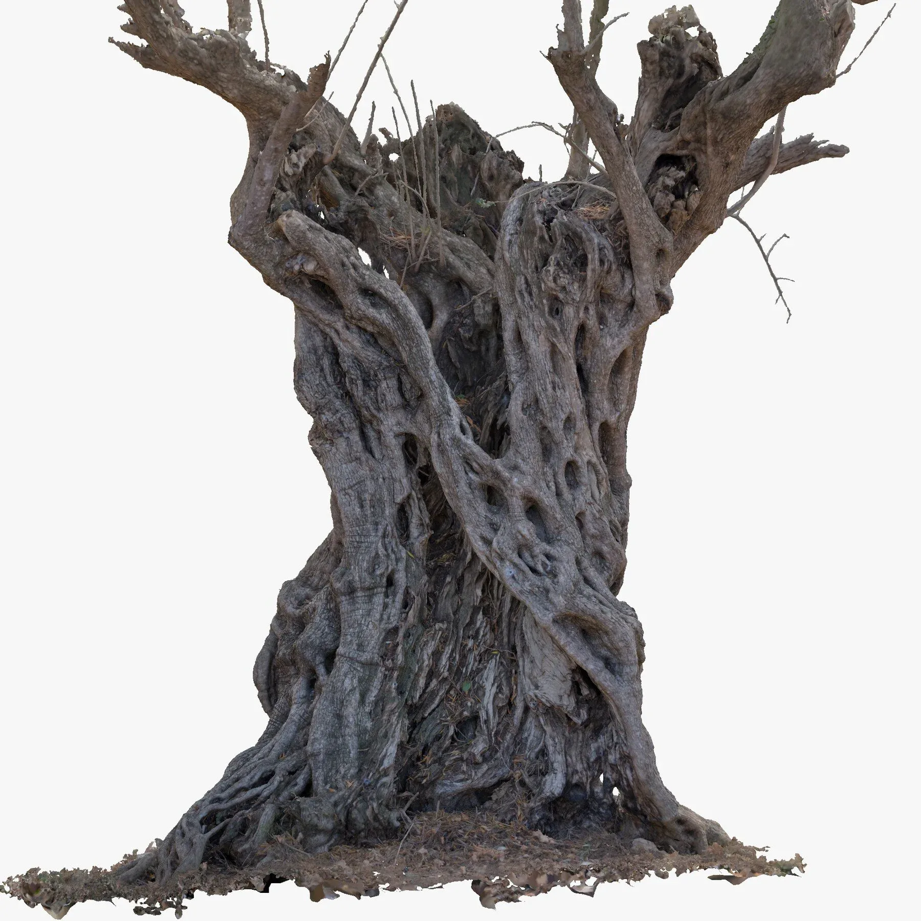 Massive Ancient Cracked Olive Tree #4 RAW 3D Scan 2x16k \ 1x16k Textures OBJ