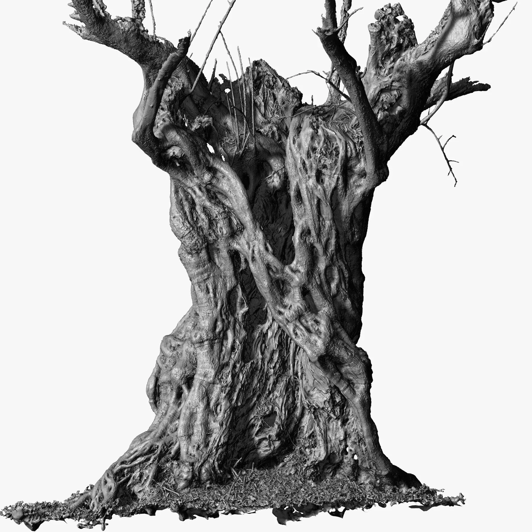 Massive Ancient Cracked Olive Tree #4 RAW 3D Scan 2x16k \ 1x16k Textures OBJ