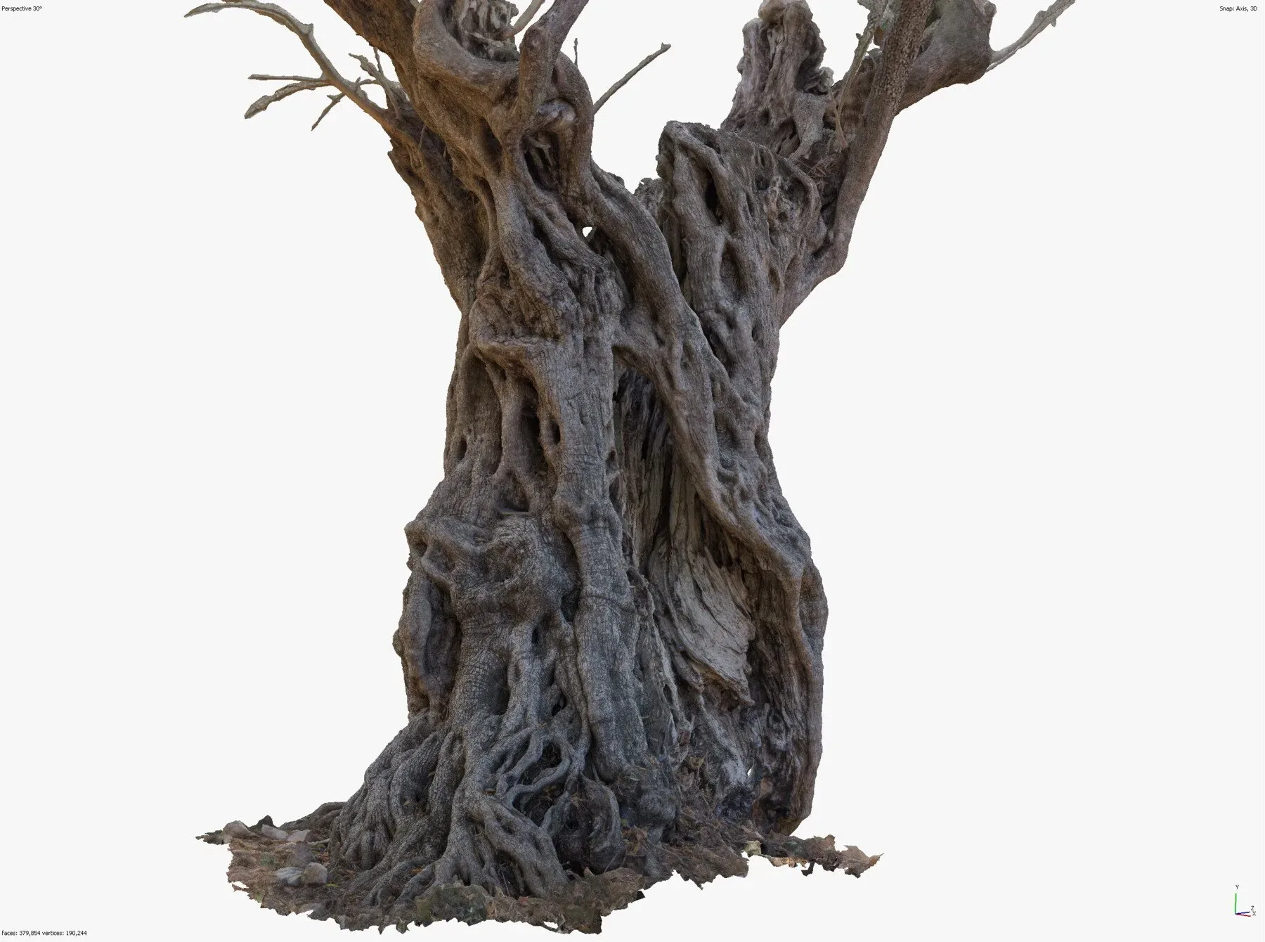 Massive Ancient Cracked Olive Tree #4 RAW 3D Scan 2x16k \ 1x16k Textures OBJ