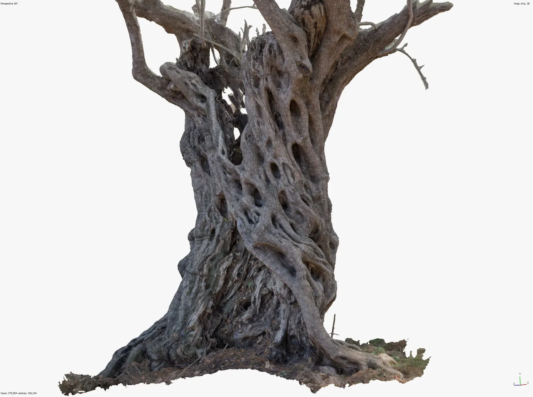 Massive Ancient Cracked Olive Tree #4 RAW 3D Scan 2x16k \ 1x16k Textures OBJ
