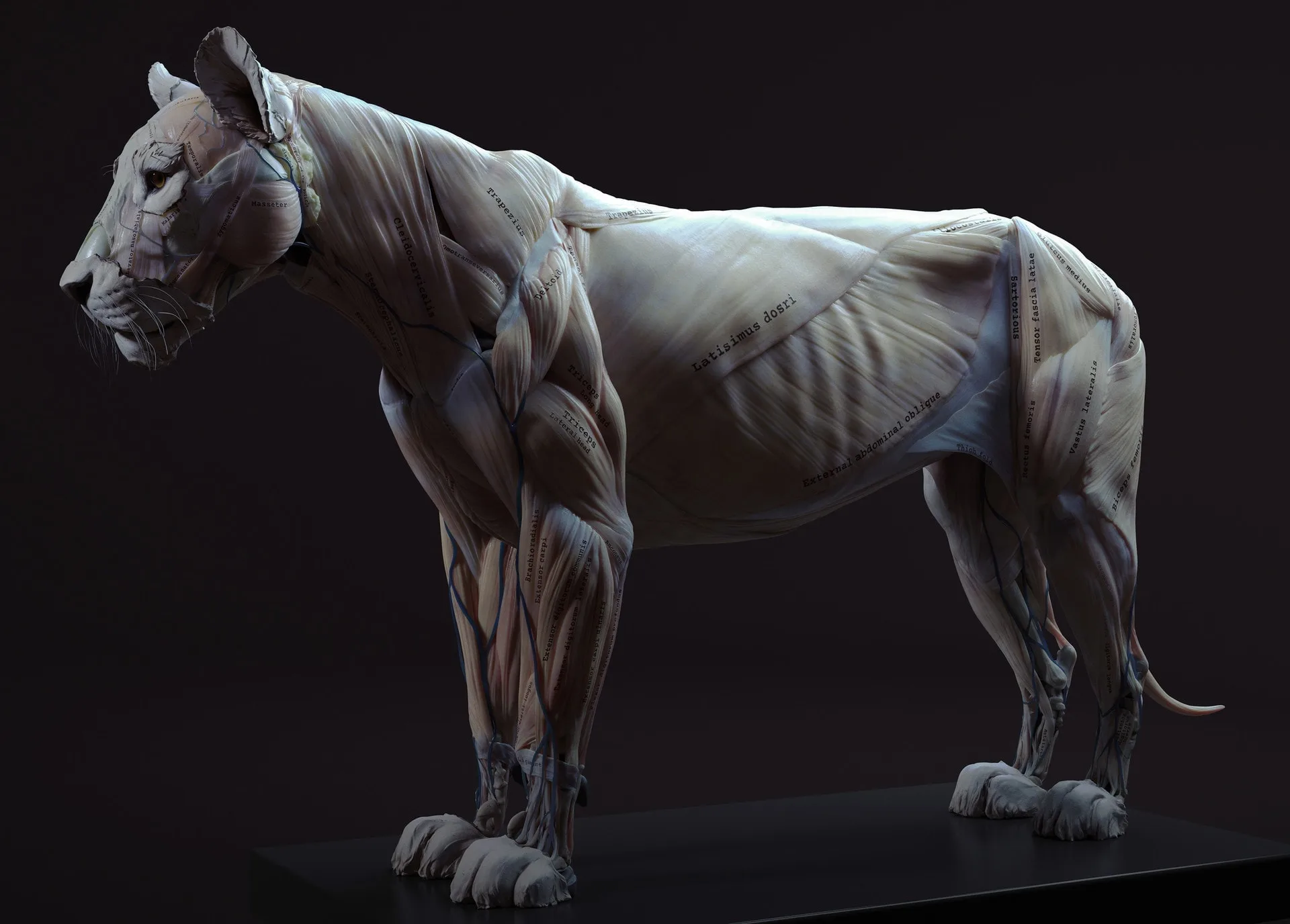 Lion Anatomy Tool for Artists