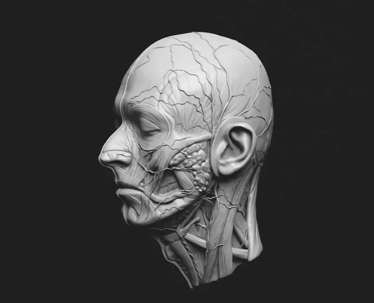 Head Anatomy Ecorche