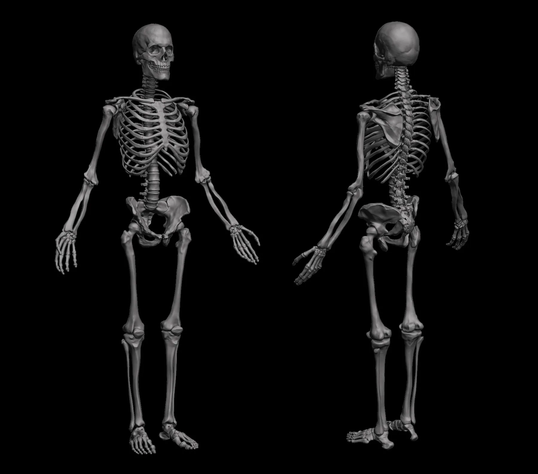 Anatomical Human Skeleton