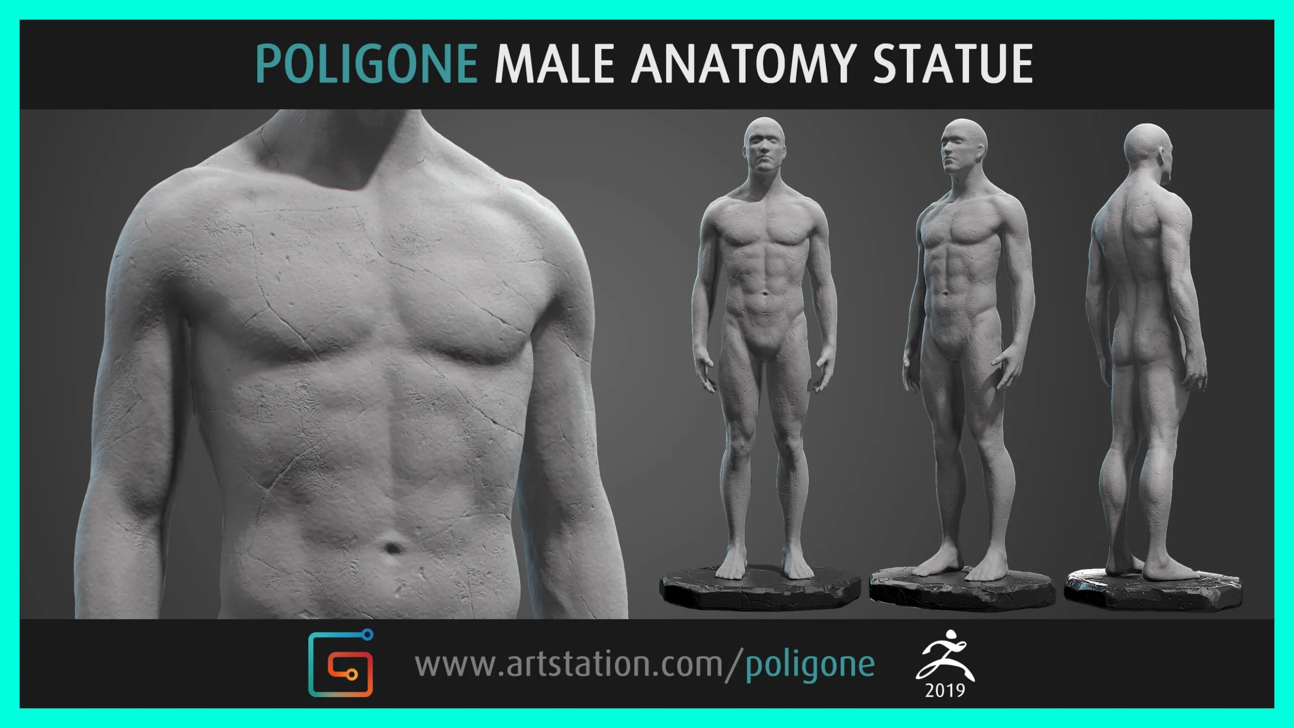 Male Anatomy Statue